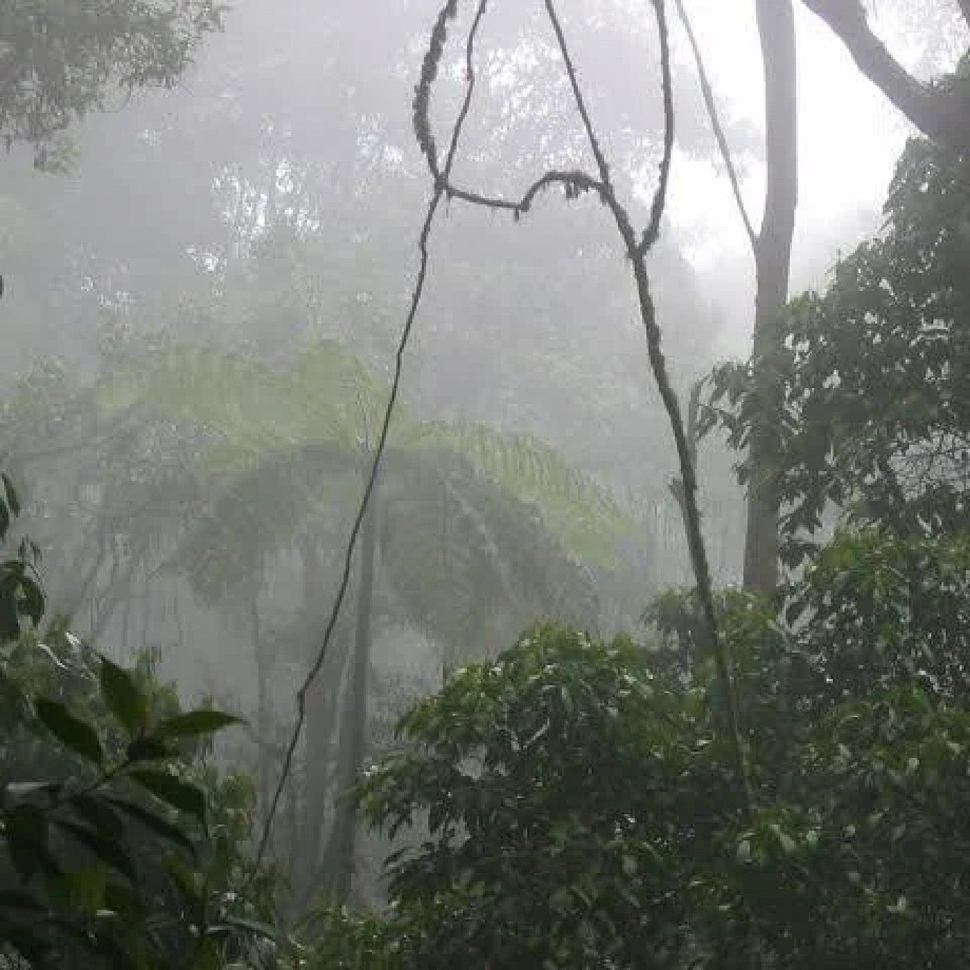 Estrategias de gobernanza Cerro Manjui