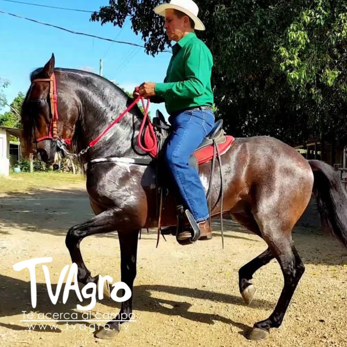 TV AGRO