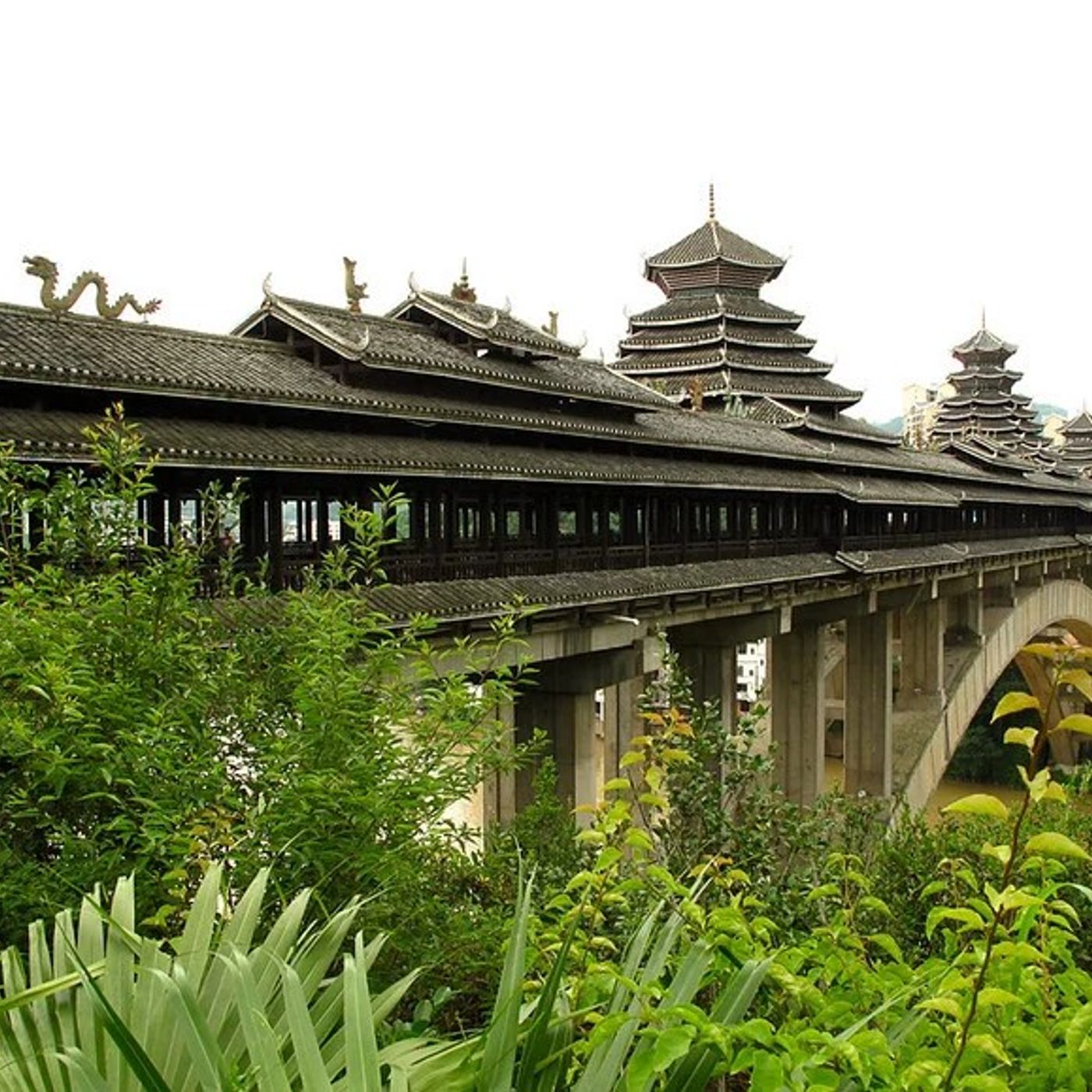 In Cina le foreste artificiali crescono più in fretta di quelle naturali episode artwork