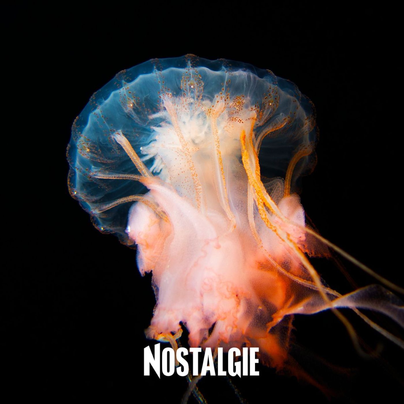 Protection des océans : que nous disent les abysses et pourquoi faut-il les préserver ? episode artwork