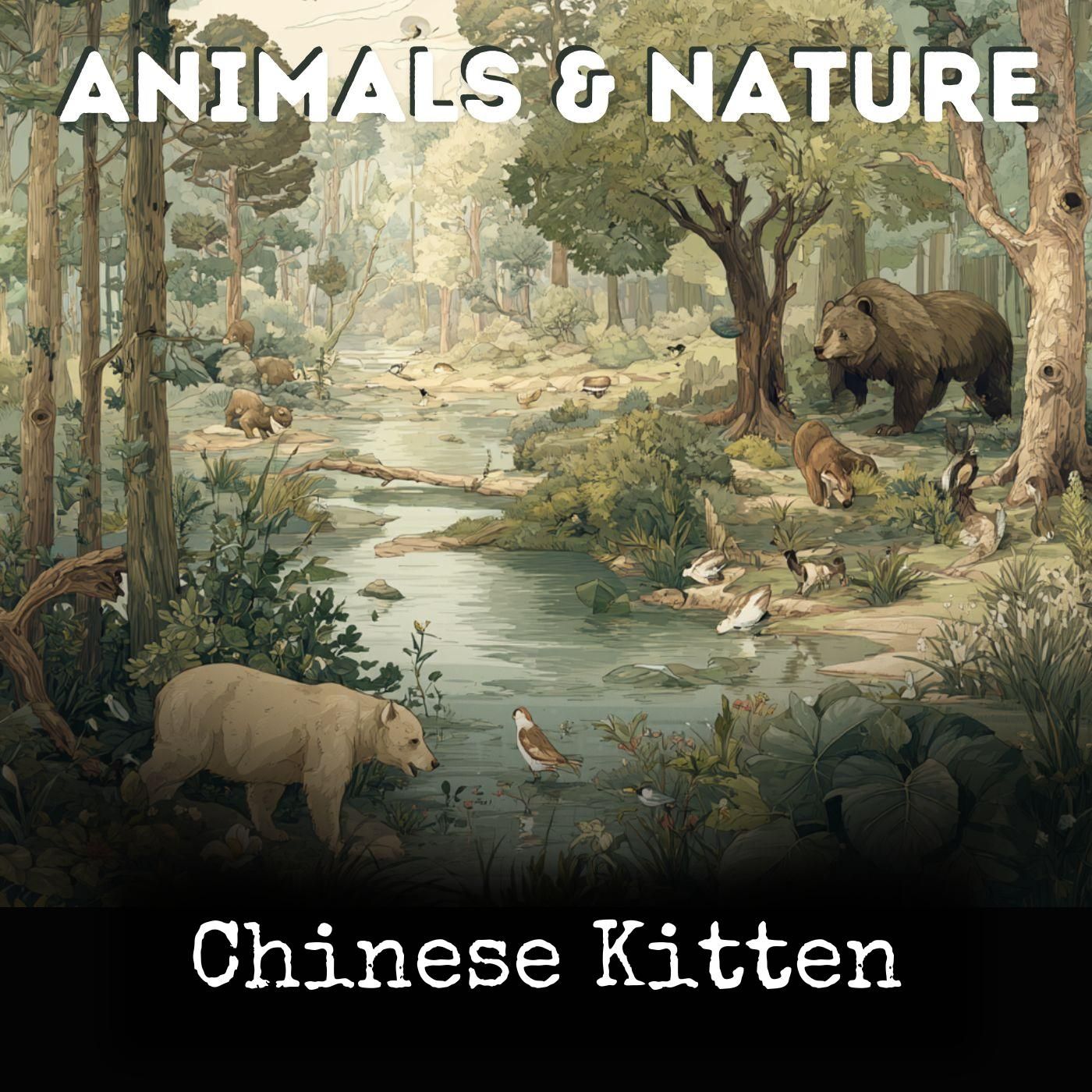 Chinese Kitten cover art