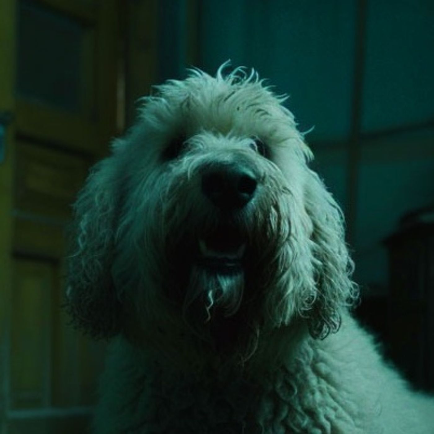 Recopilación De Animales Actuando Extraño Historias De Terror - REDE