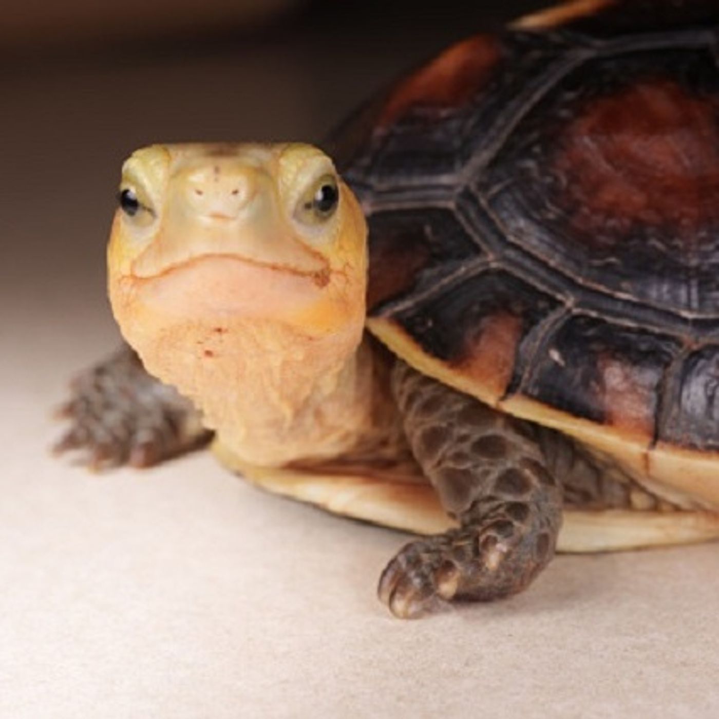 (Smile File) Man Puts Technology to Work for Disabled Turtle episode artwork