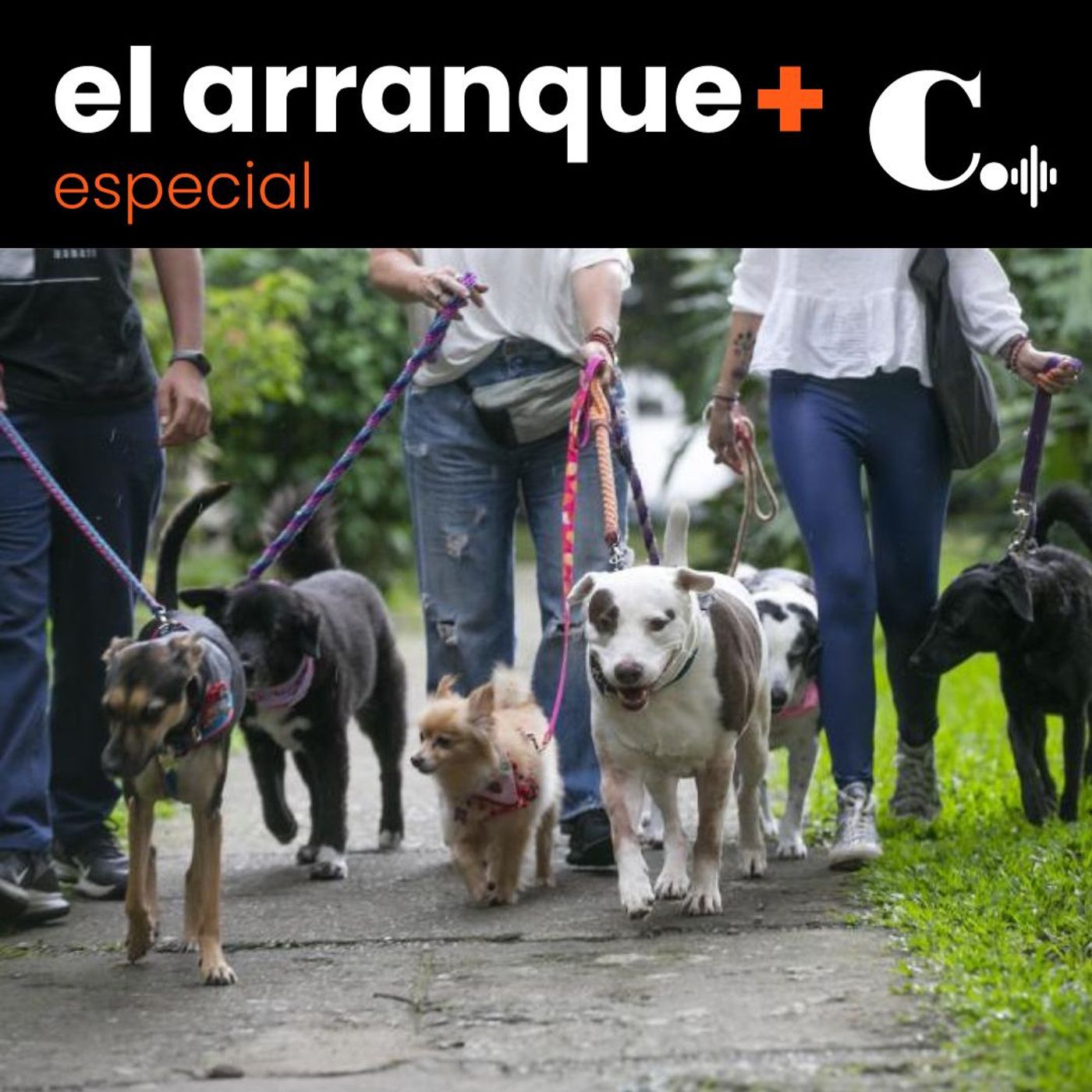 404. ¿Qué pasa con las mascotas en temporadas de alto calor? episode artwork