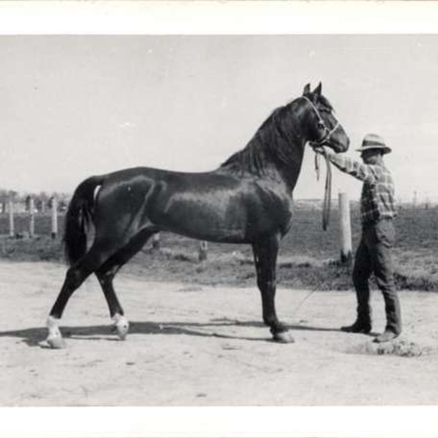 James Herriot's Chaotic First Day as a Veterinarian