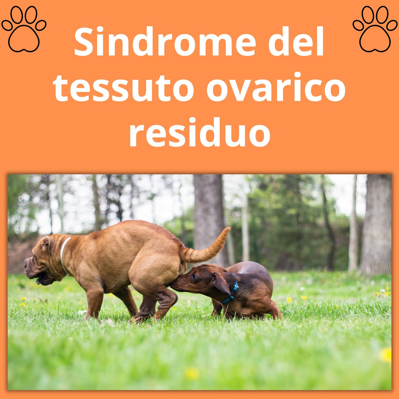 Cane&gatto: le domande più frequenti