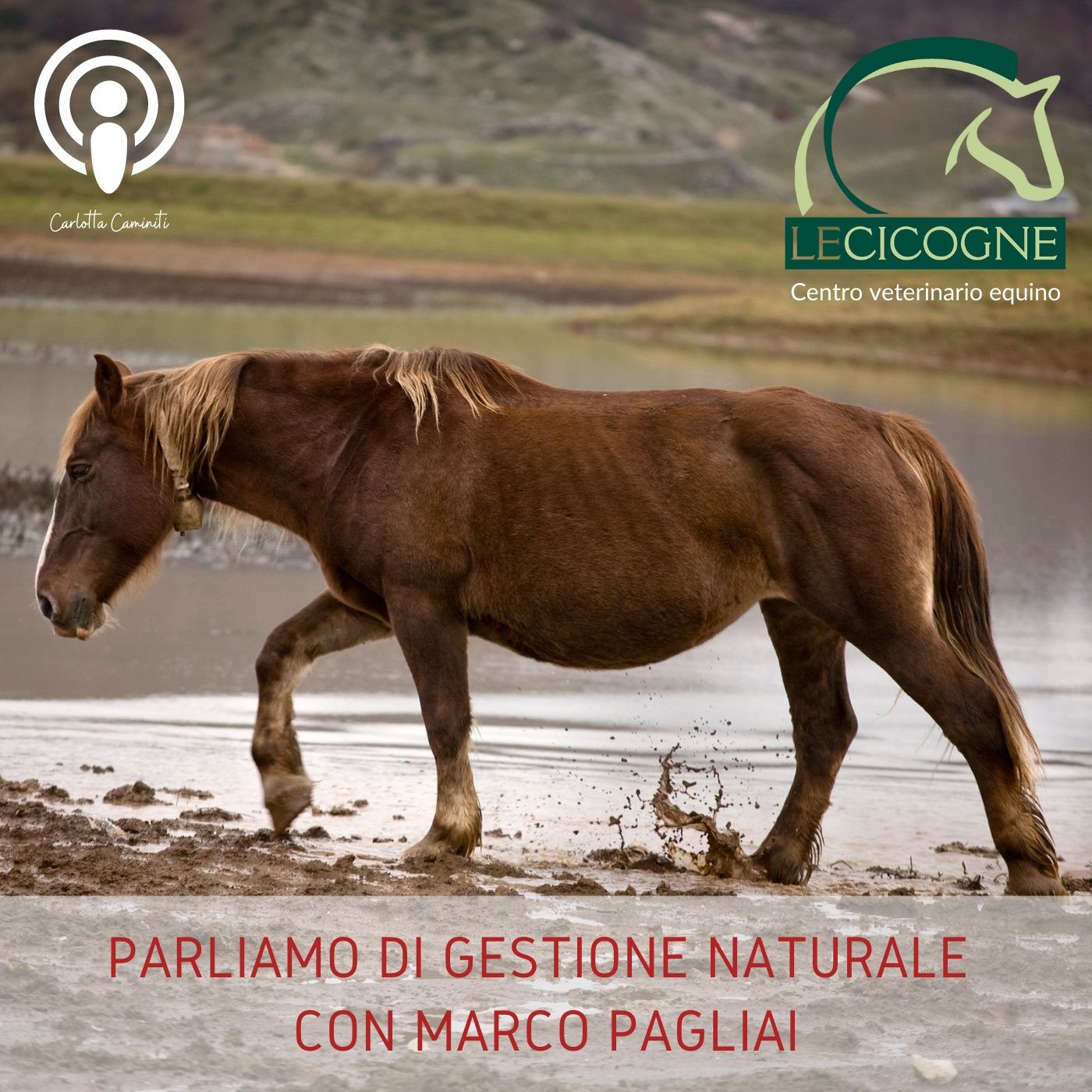 I cavalli: parliamo di salute e benessere