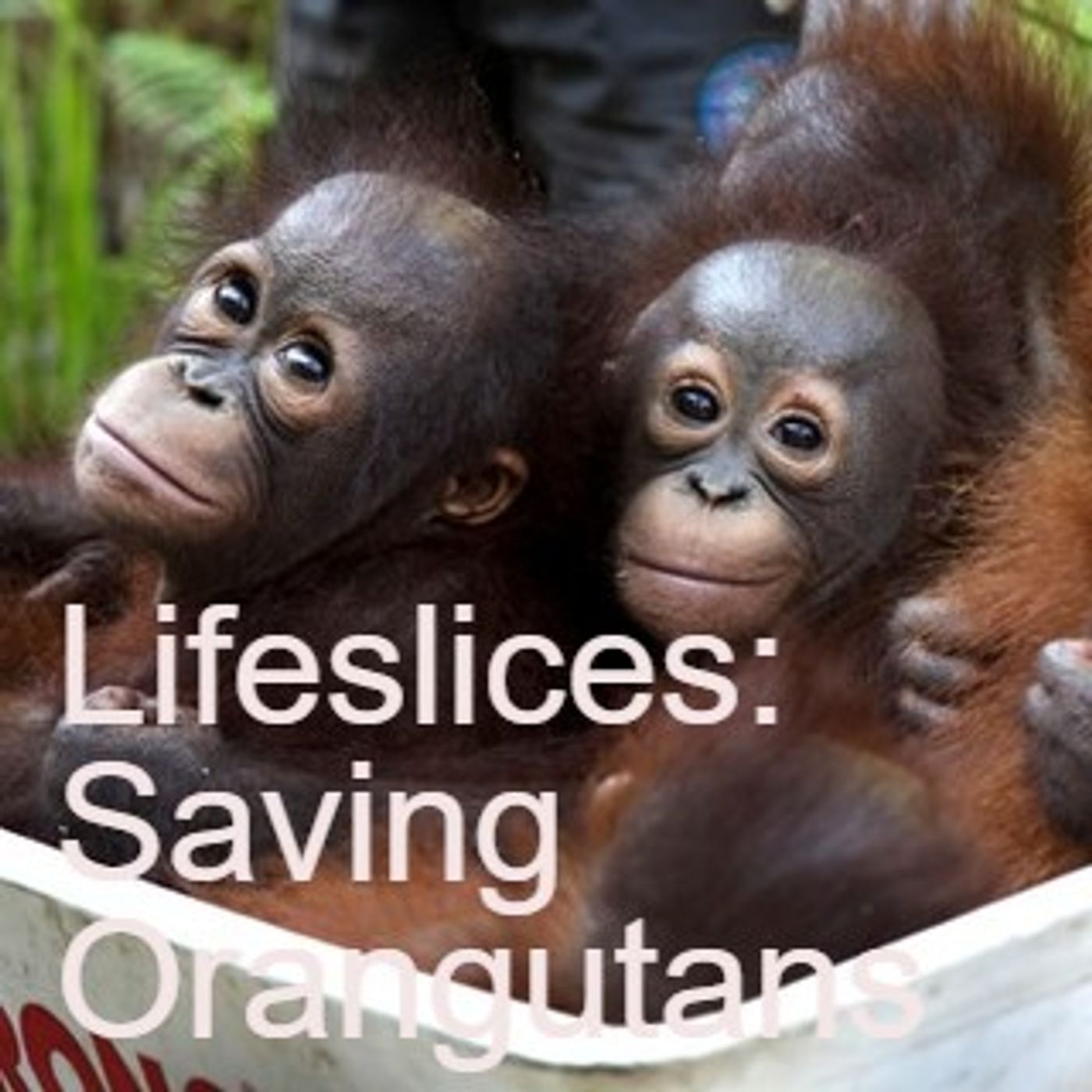 Lifeslices with Steve Fisher