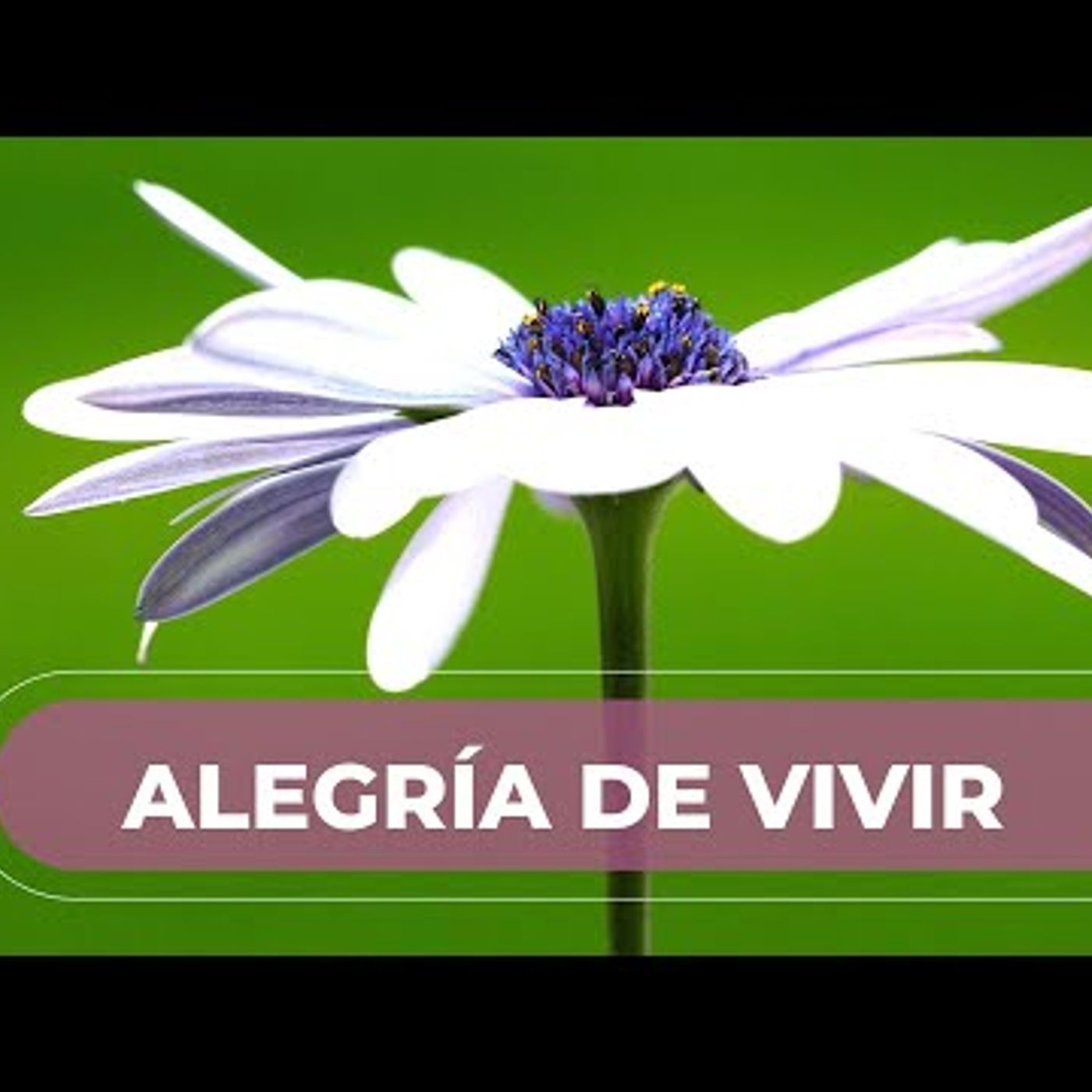 Meditación de la Mañana 🌼 Generando Energía y Alegría de Vivir