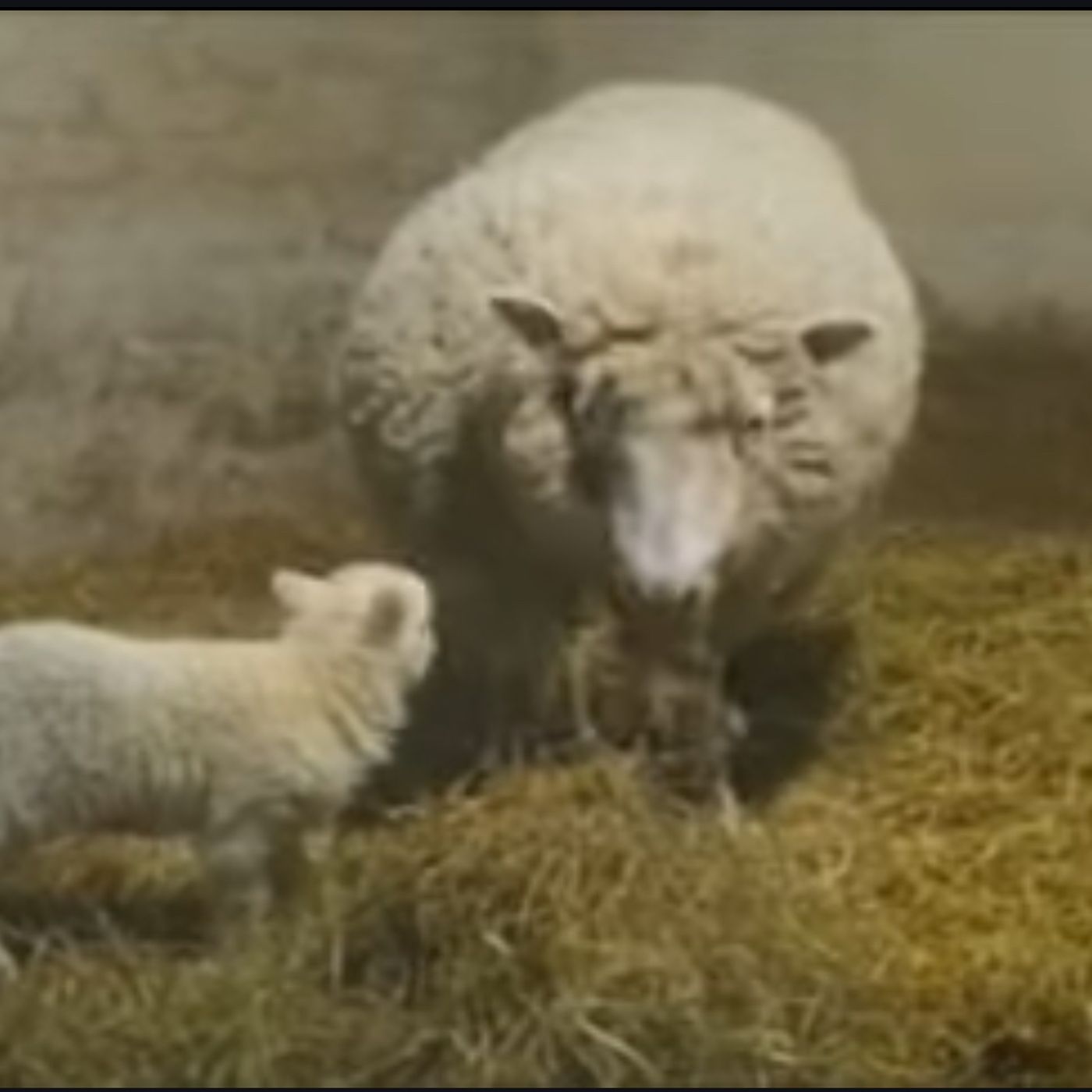 S39 E3: 21 Years On After 'Dolly The Sheep' The First Animal Clone In Britain Are We Any Better Yet
