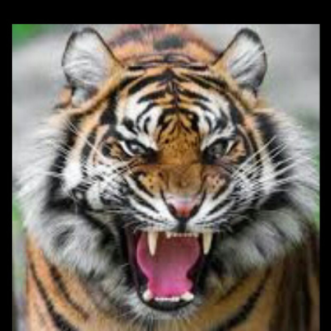 SHOUTOUT TO KILLERTIGER360 episode artwork