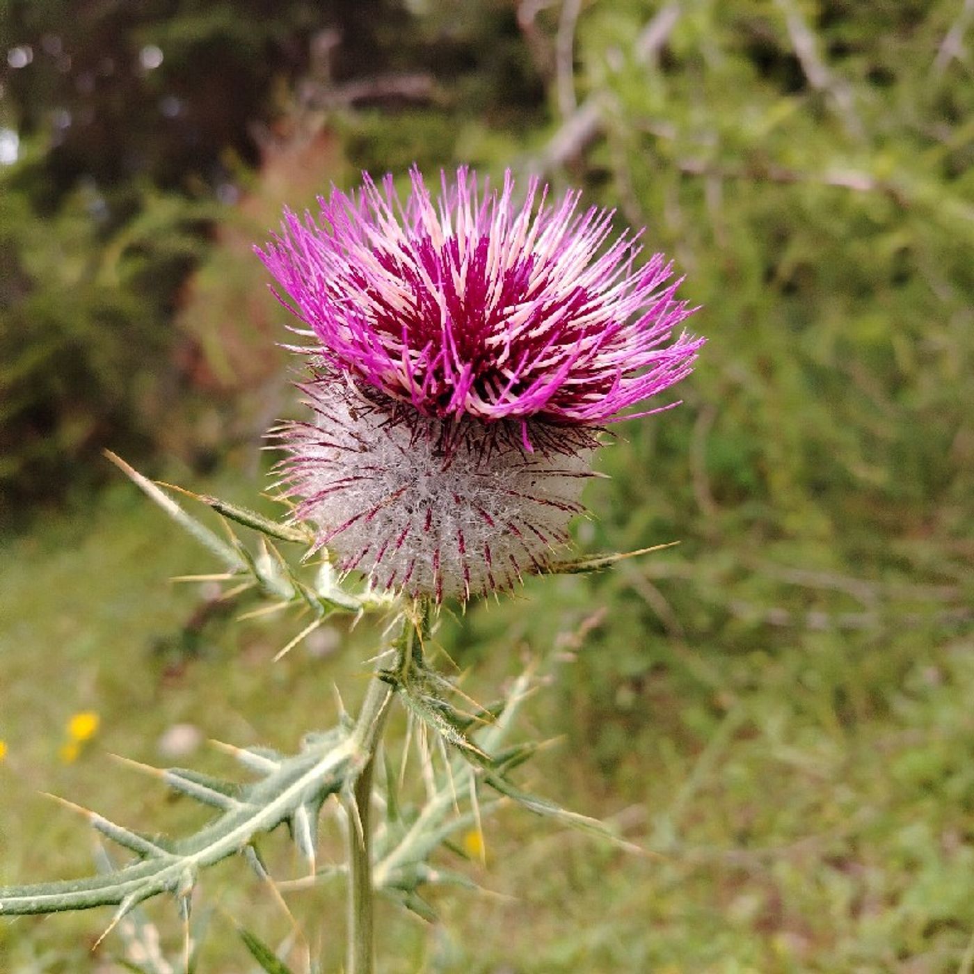 Il Sole Dentro di Carla Alzanavi