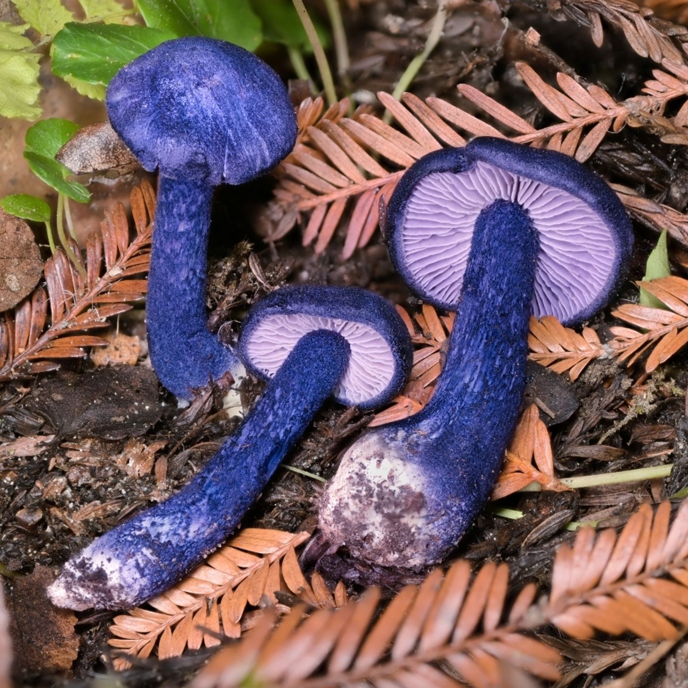 A Conversation About Mycology, Psilocybe Diversity , & Citizen Science with Alan Rockefeller