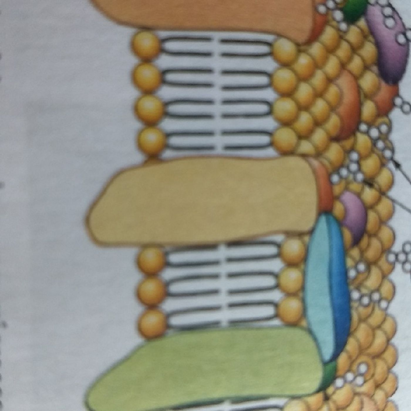 Citologia 1