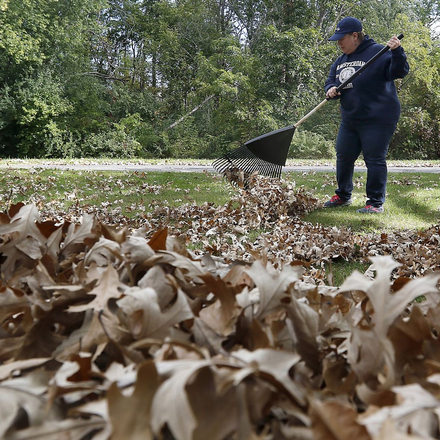 Leave the leaves: Learn why fallen foliage is good for your garden episode artwork