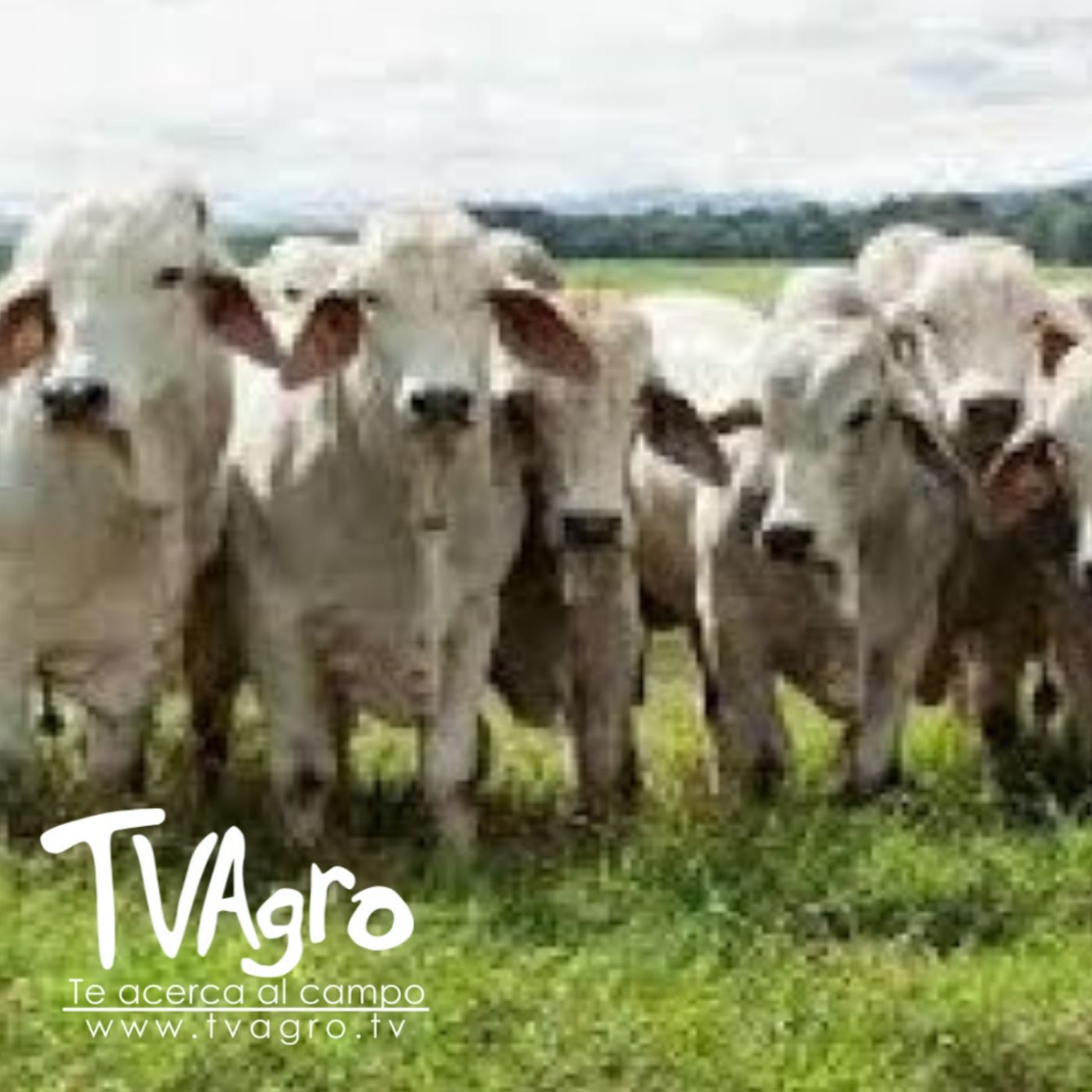 TV AGRO