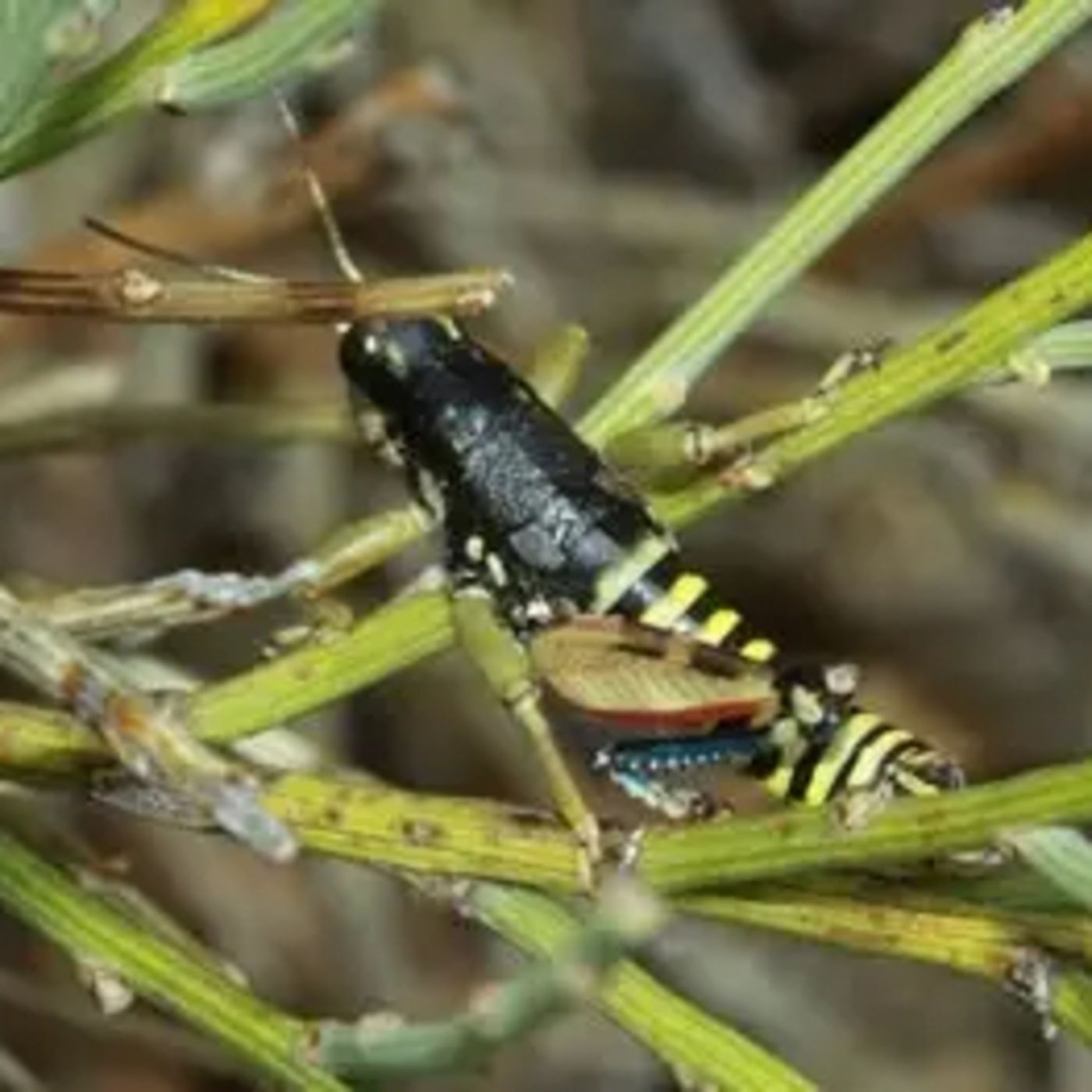 Saltamontes de Guadarrama aguaito