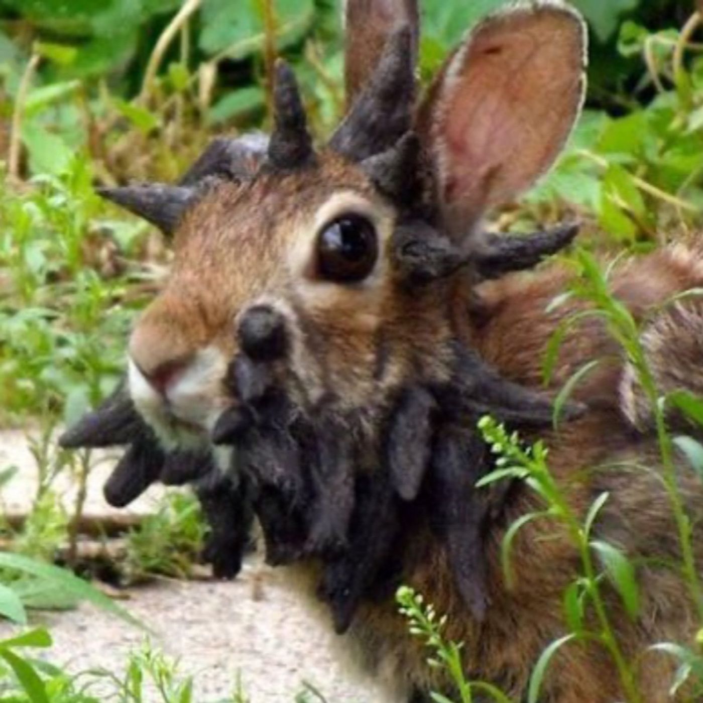 Wart Faced Bunnies ( On the Loose!?)