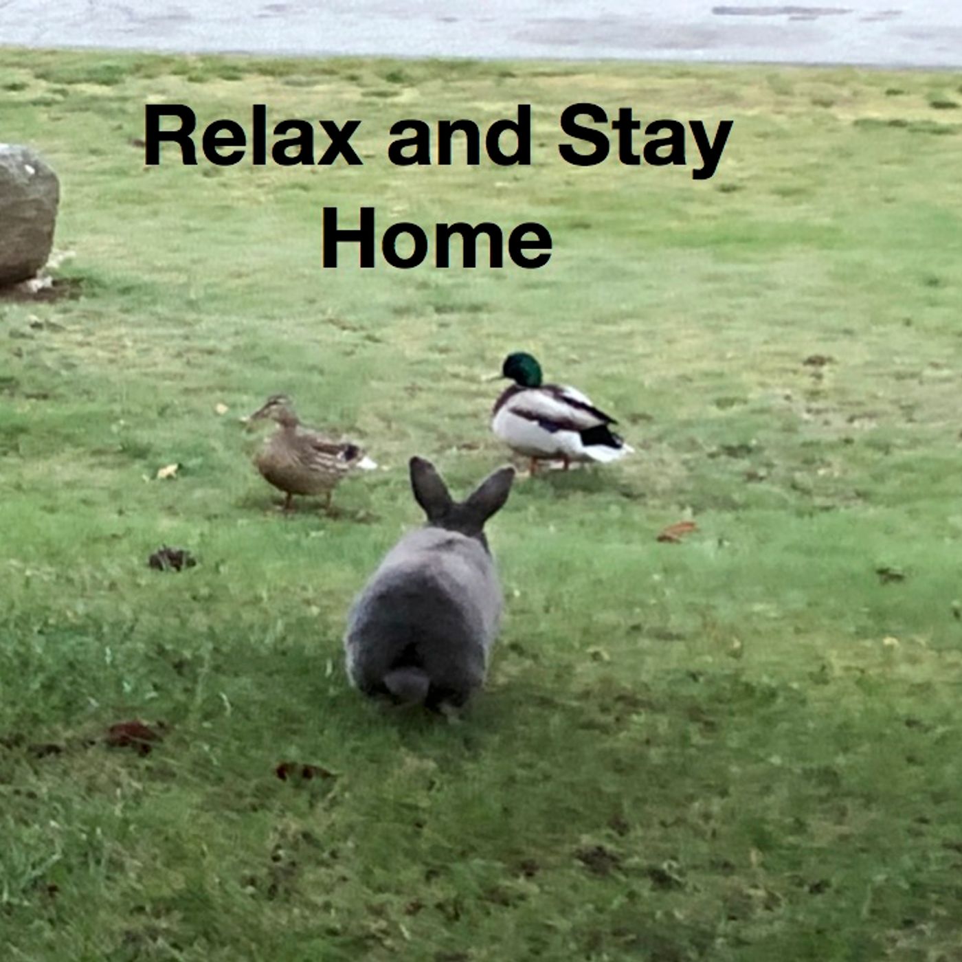 Policy and Right covid 19 Recap of April 15 tips from Karen Tyrell