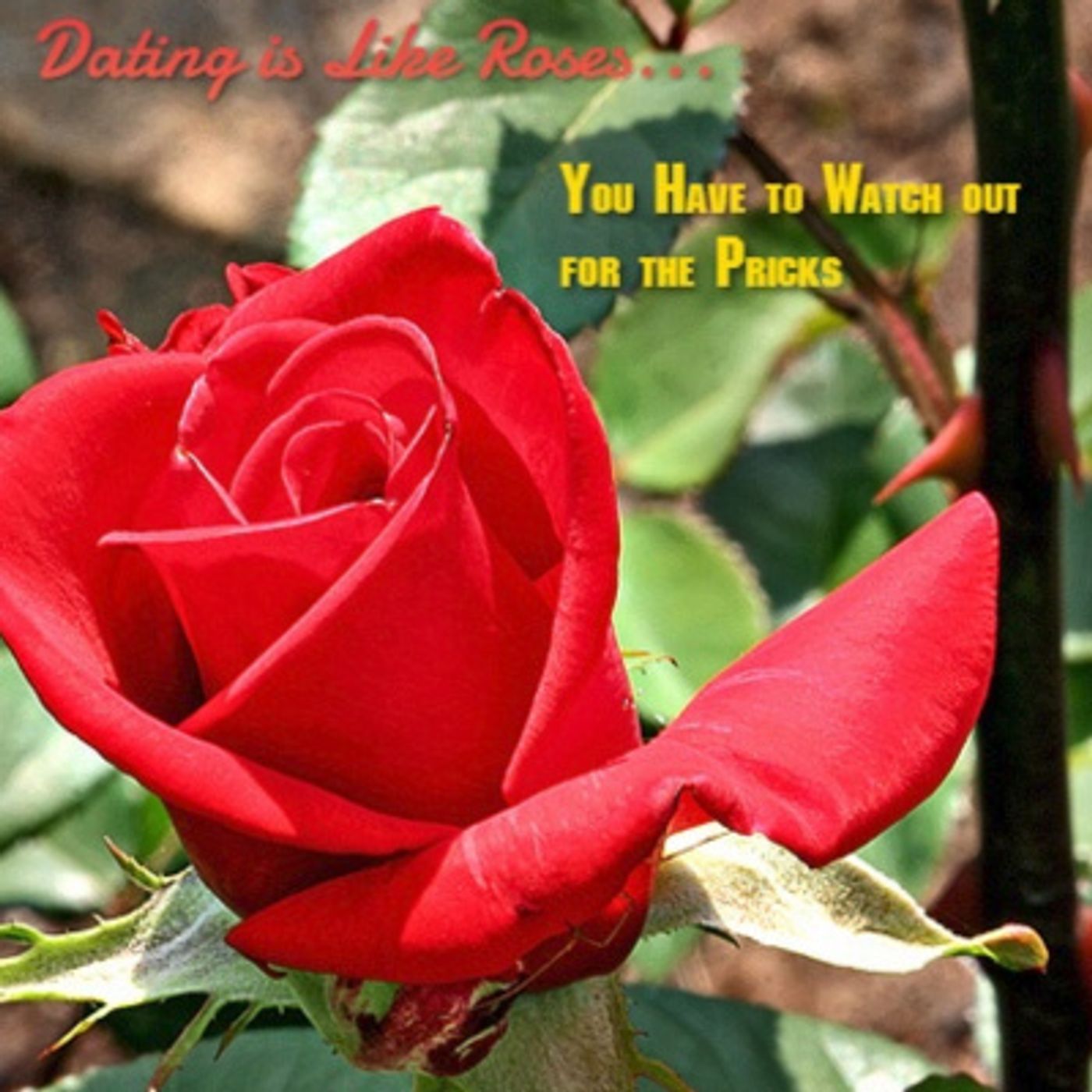 Dating is Like Roses...You Have to Watch Out for the Pricks episode artwork