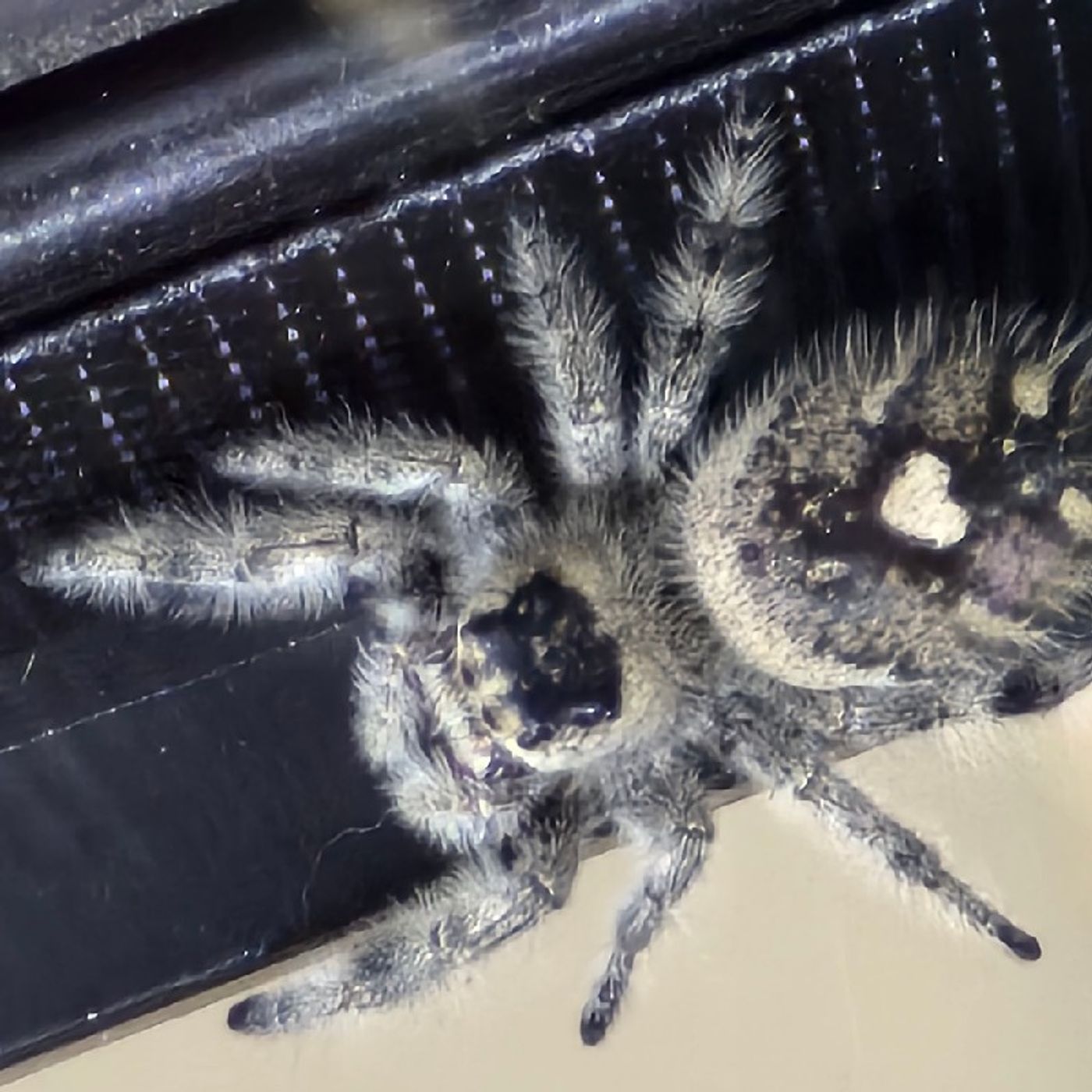 Dr. Hakeem Ali-Bocas Alexander, PhD