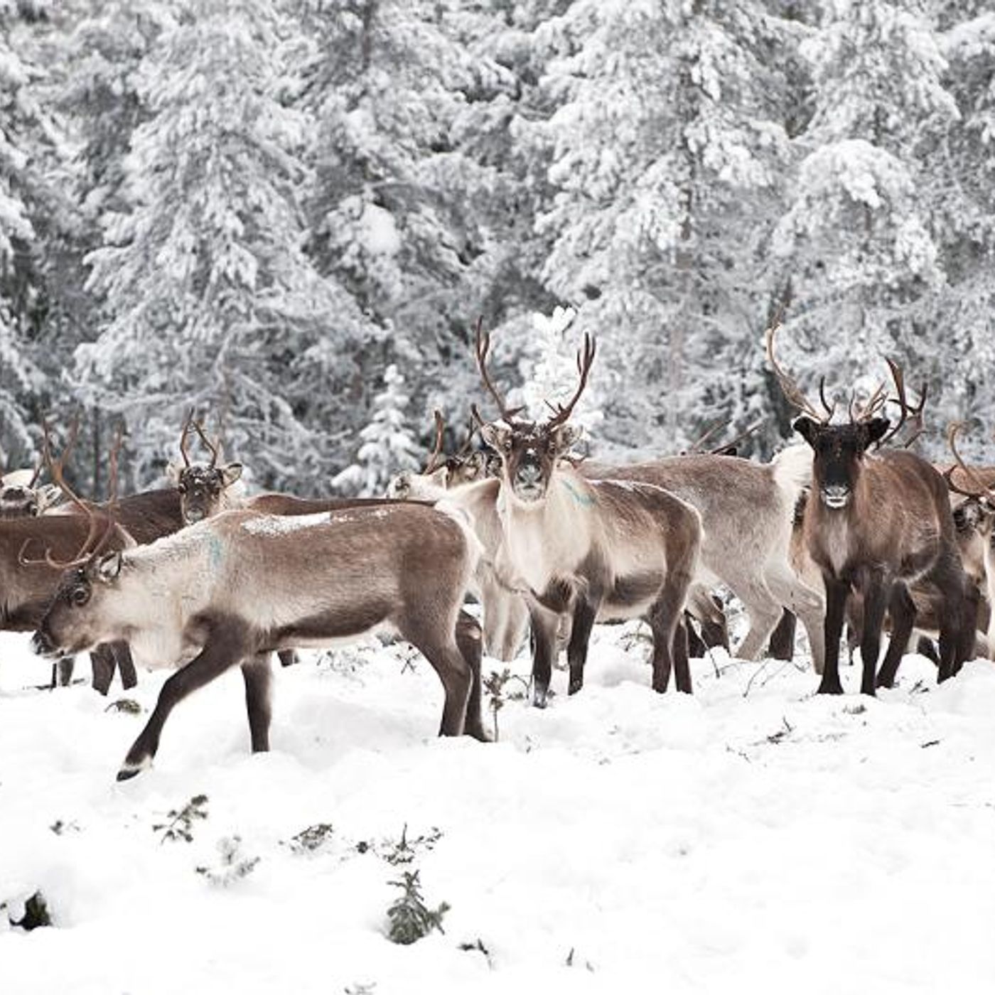12/16/18 - Life on earth, eating, being eaten. (photo Alaska Department of Fish and Game)