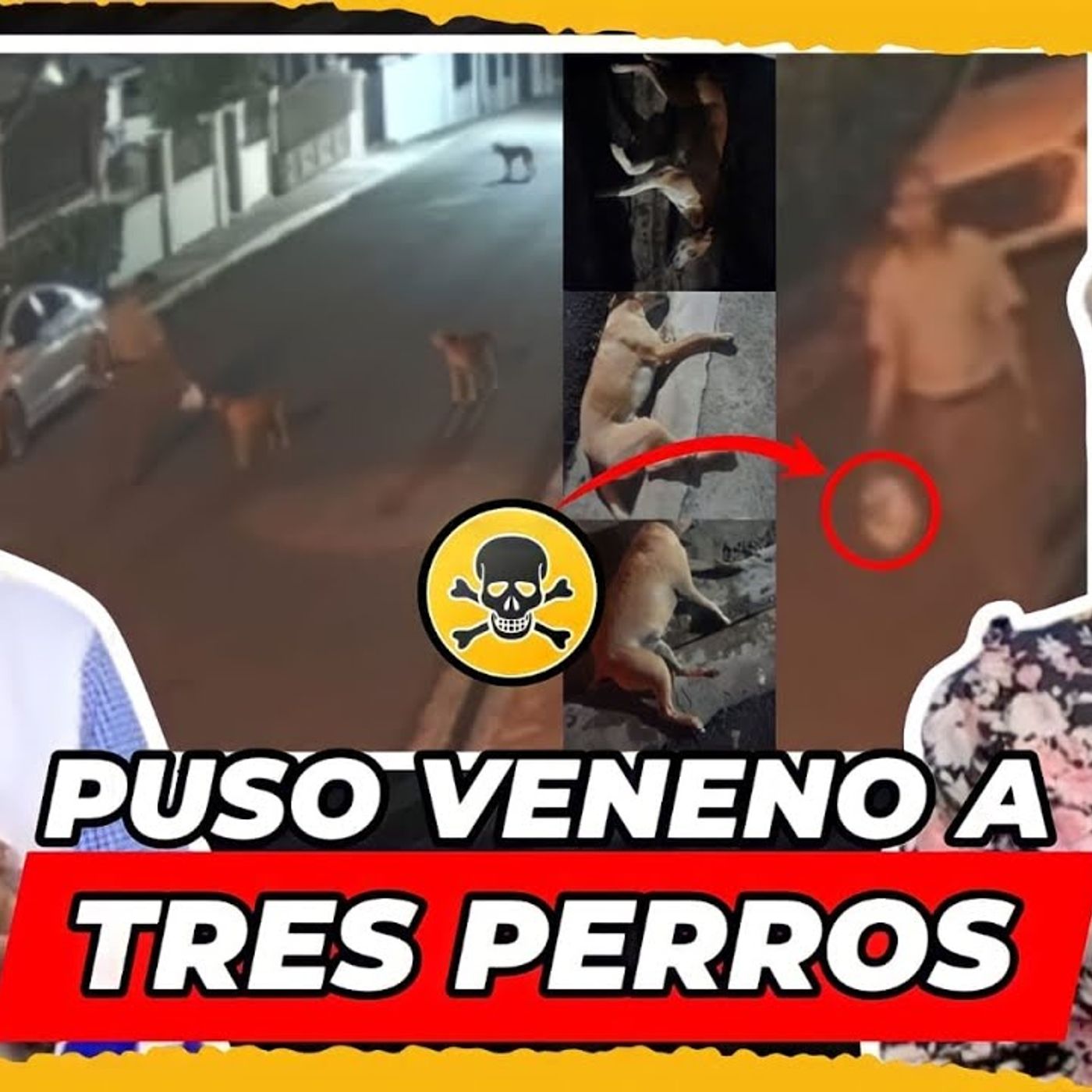 ENVENENA PERROS EN LAS CALLES episode artwork