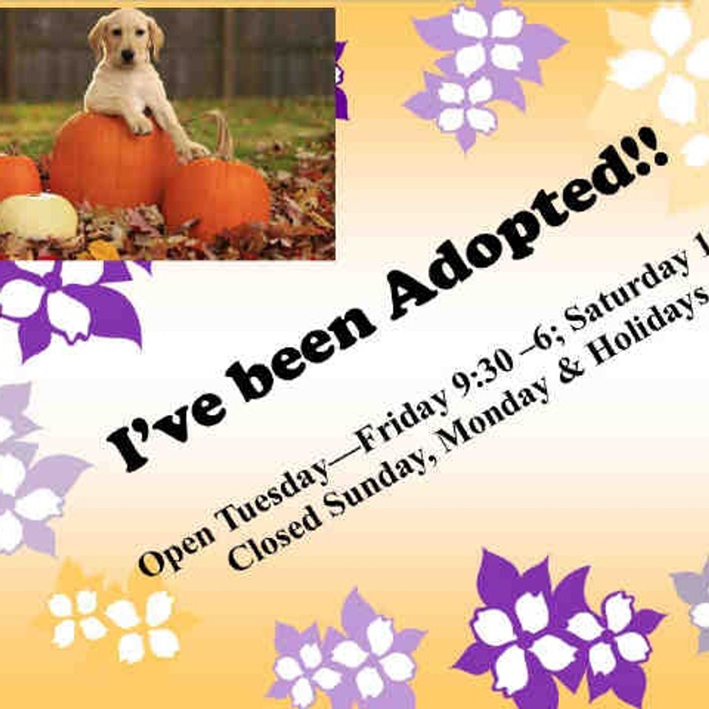 Animal Shelter Solutions - Show 14 - Surrendering Pets and the Benefits of Coyote Roll Bars episode artwork