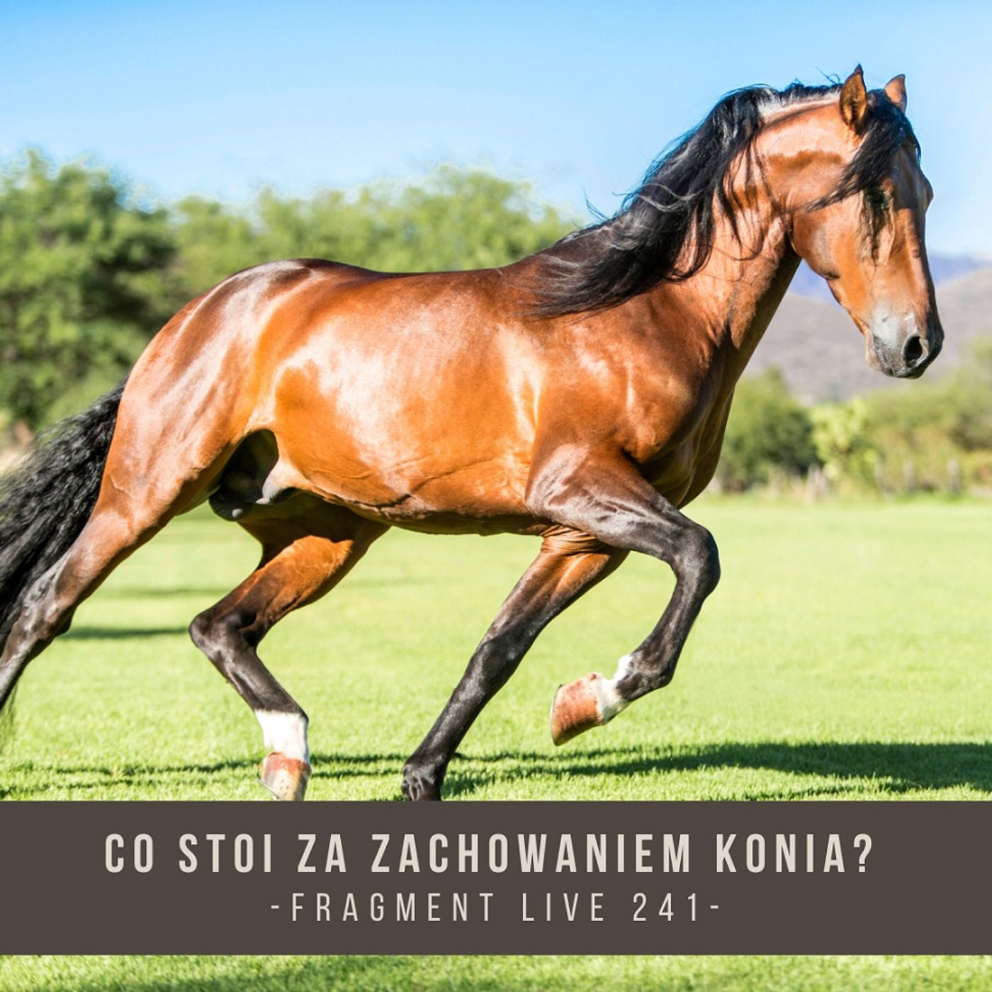 Co stoi za zachowaniem konia - fragment live 241