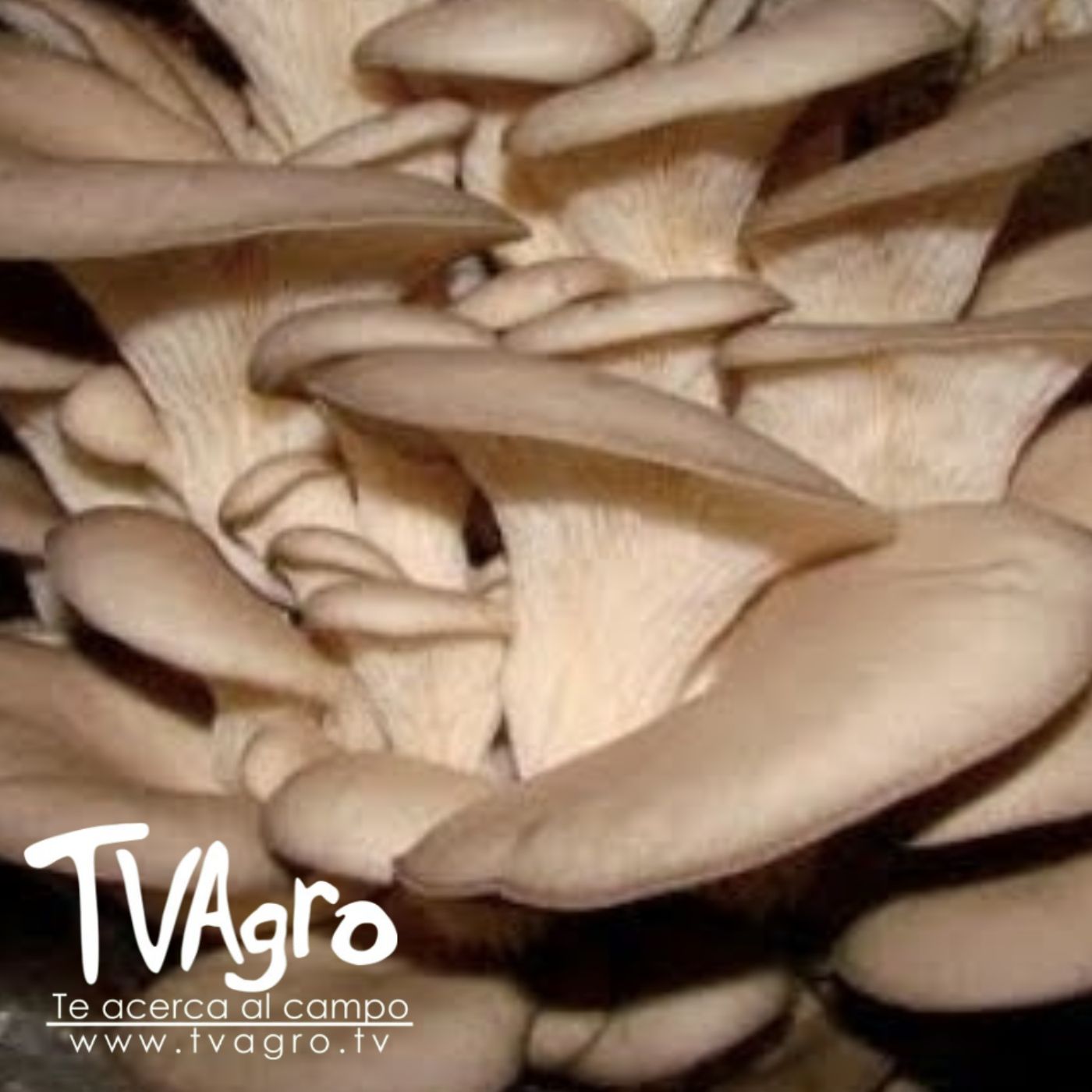 TV AGRO