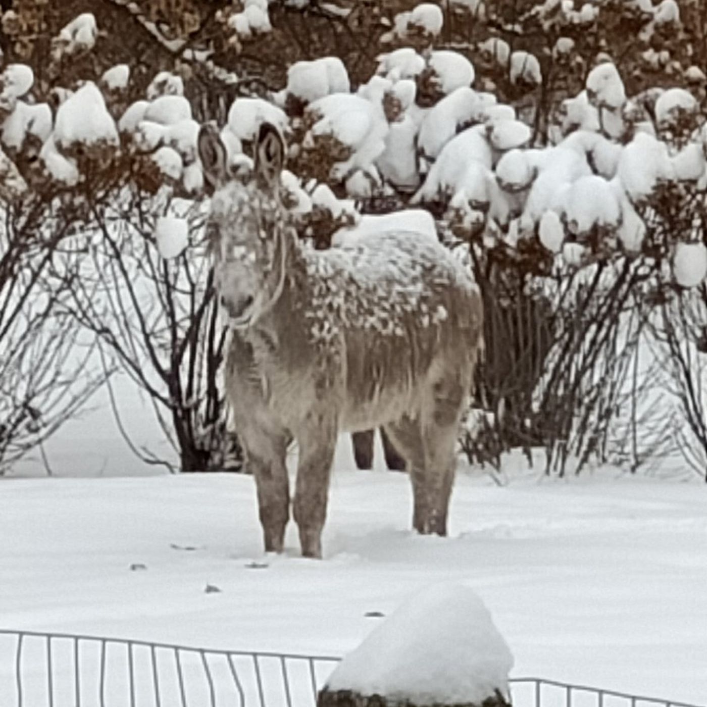 Donkey on the loose in Woodstock hit by train, owner says episode artwork