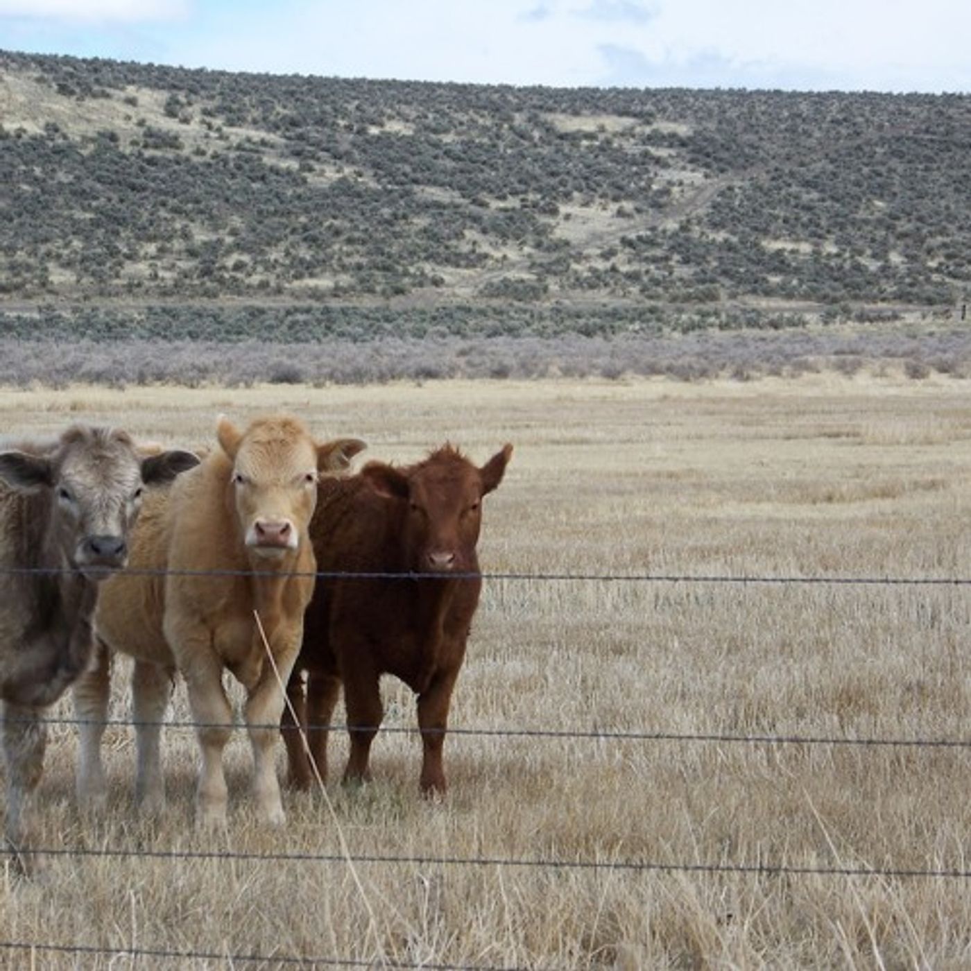 Washington Considers Another Impact Of Wolves: Skinny Cows episode artwork