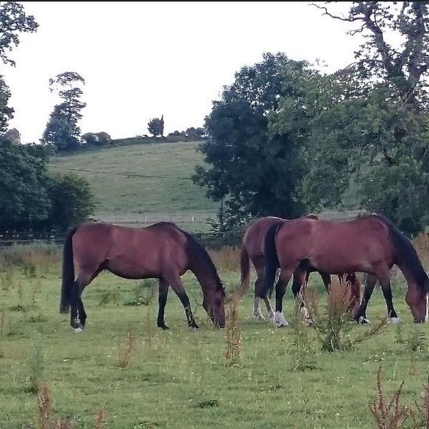 Walking the Pasture #audiolog episode artwork