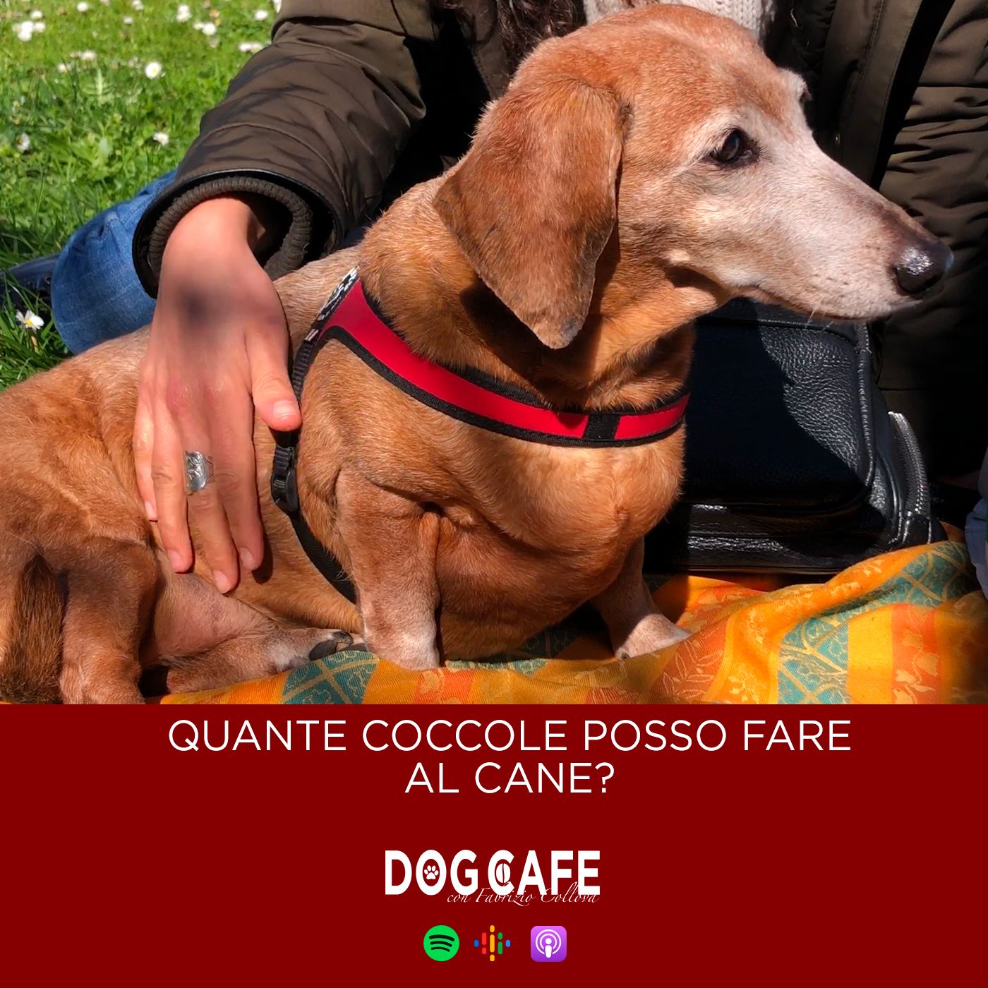 Dog Cafe Podcast