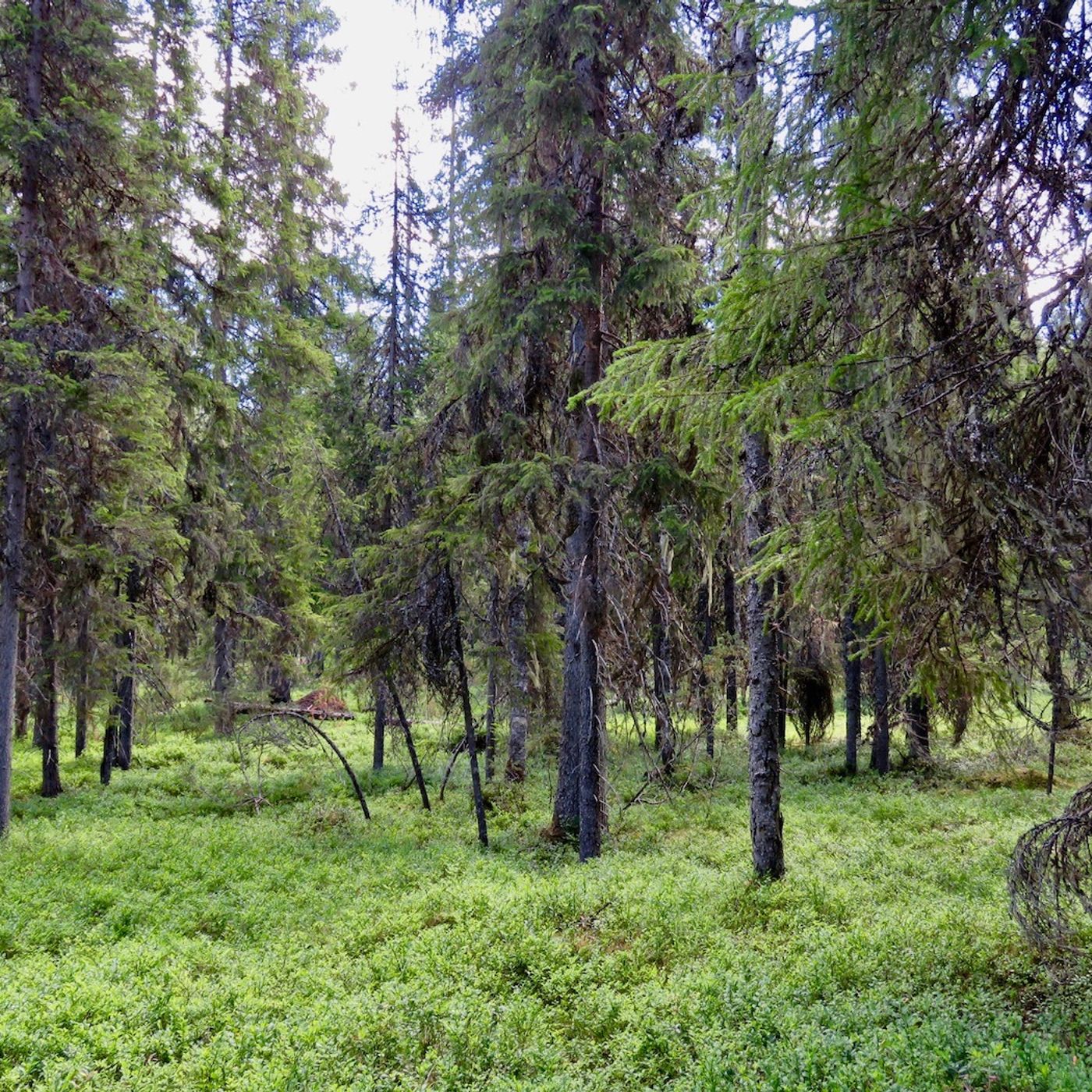 Suomenkielisiä podcasteja
