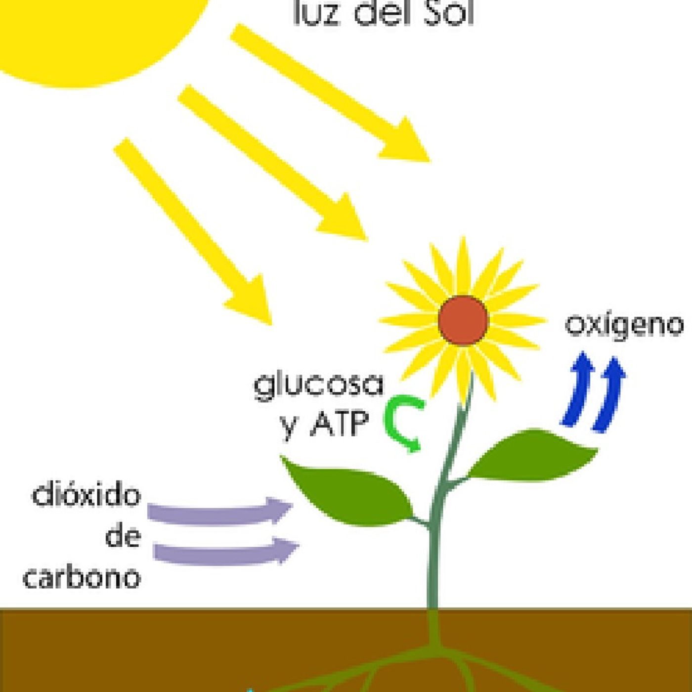 La fotosíntesis: El proceso que alimenta al mundo episode artwork