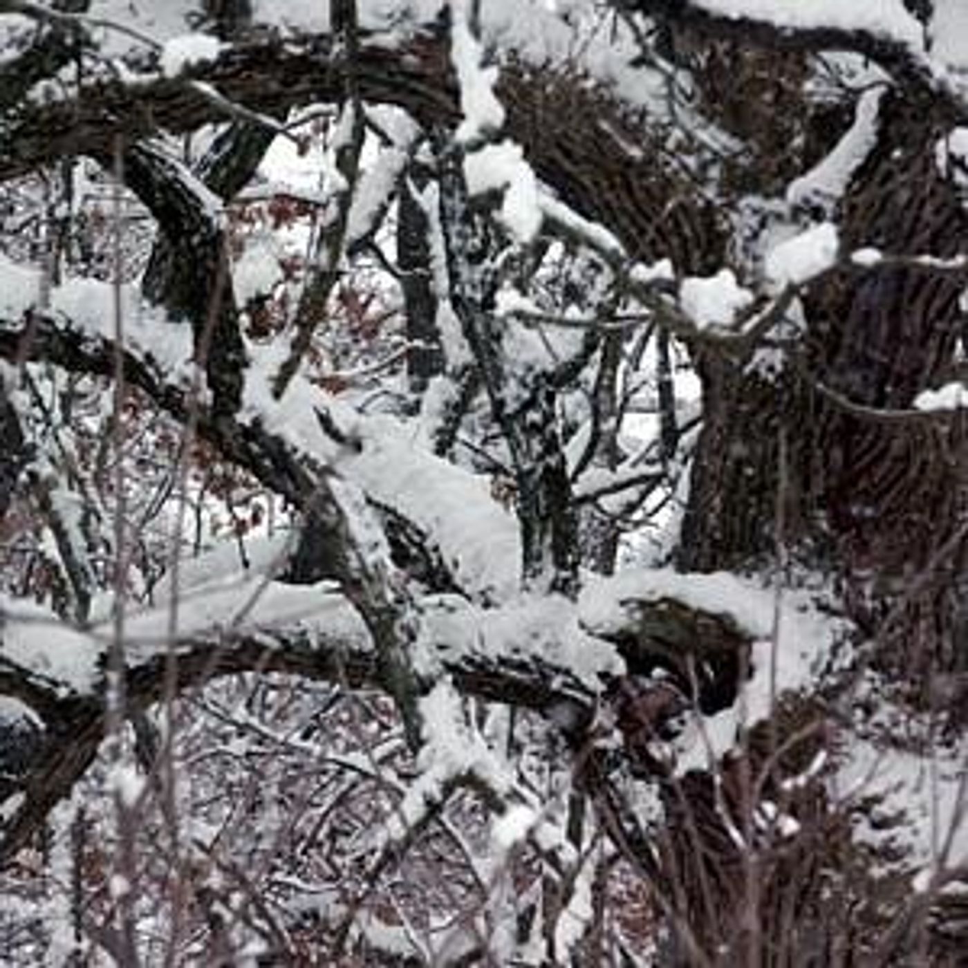 Down the Garden Path: ‘Exploding’ trees are a rare thing