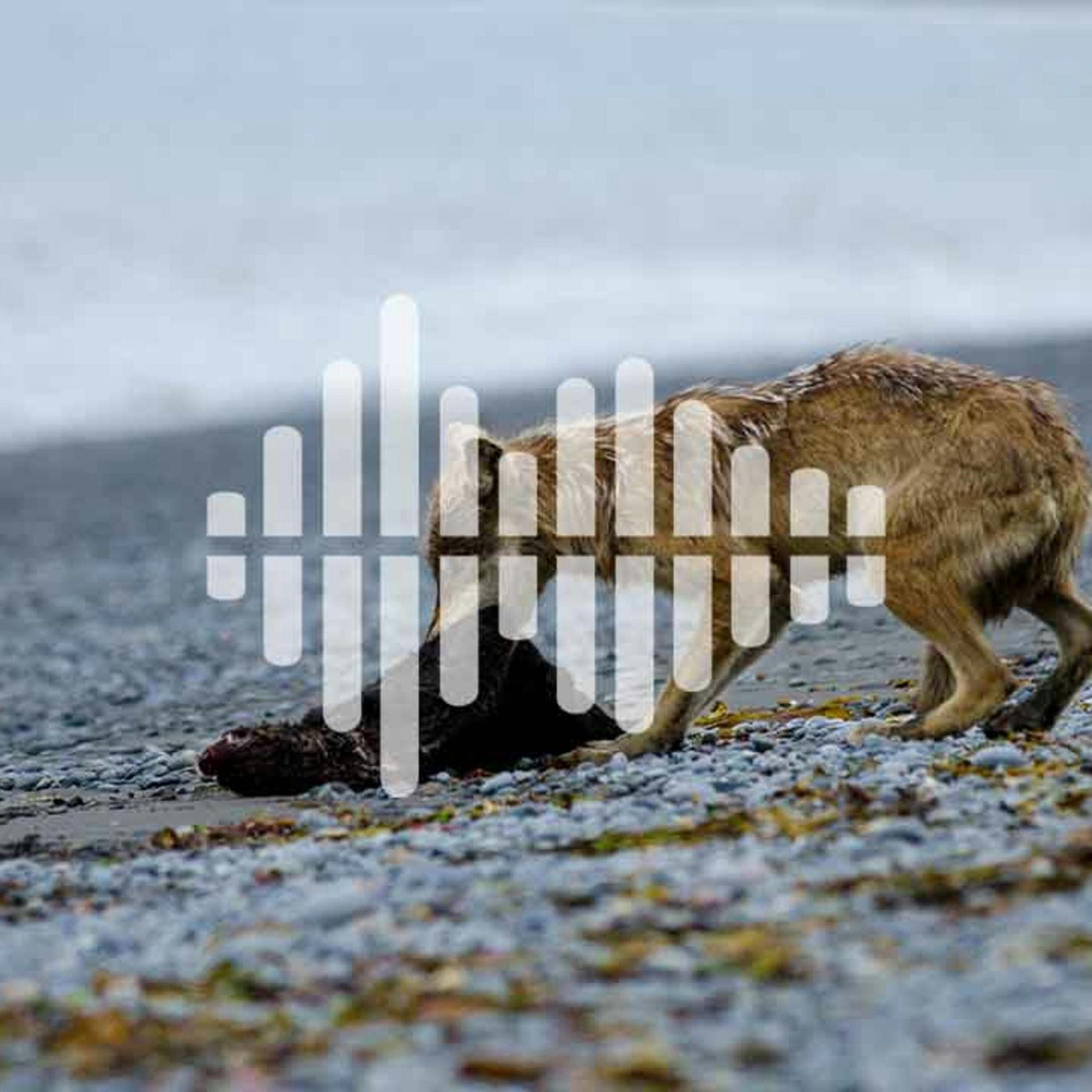 Science Time Podcast