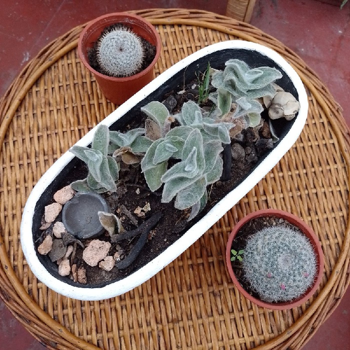 Asesoría Psicología Natural Arica. Psicólogos en Arica