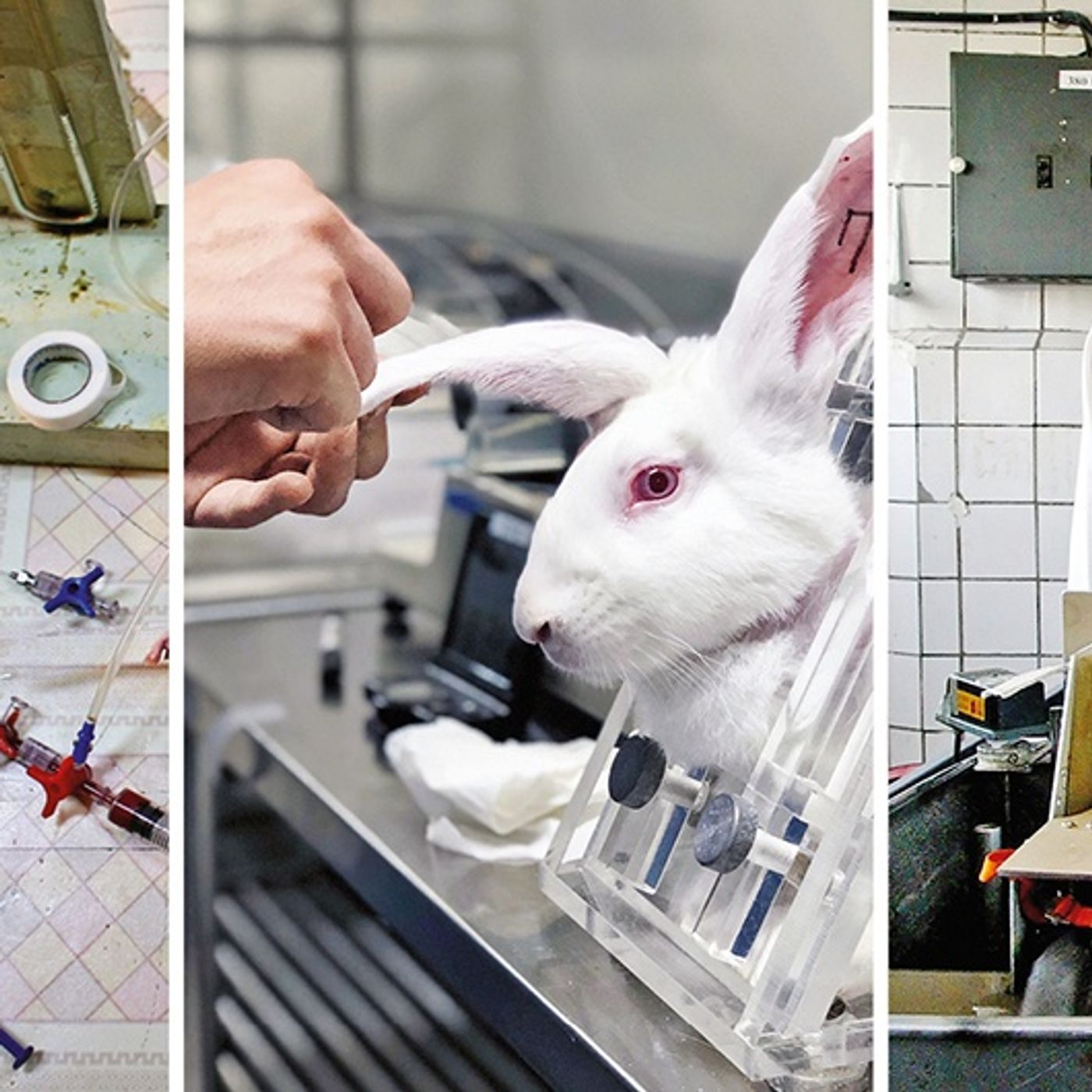 Experimentación Animal cover art