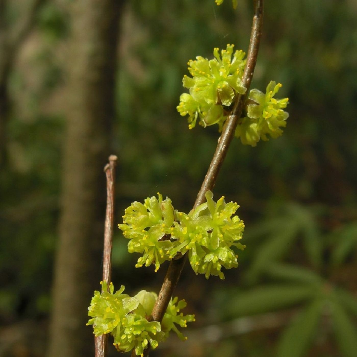 Southern Appalachian Herbs