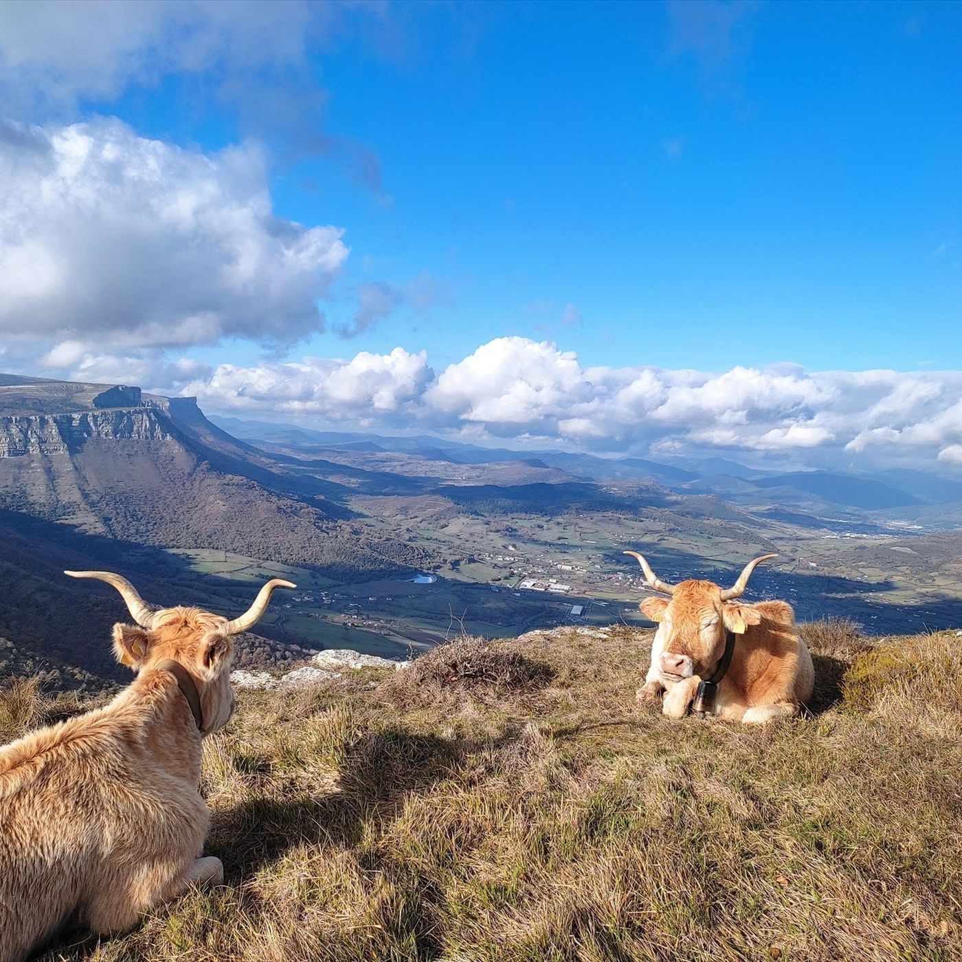 El efecto en el cambio de hora para las vacas