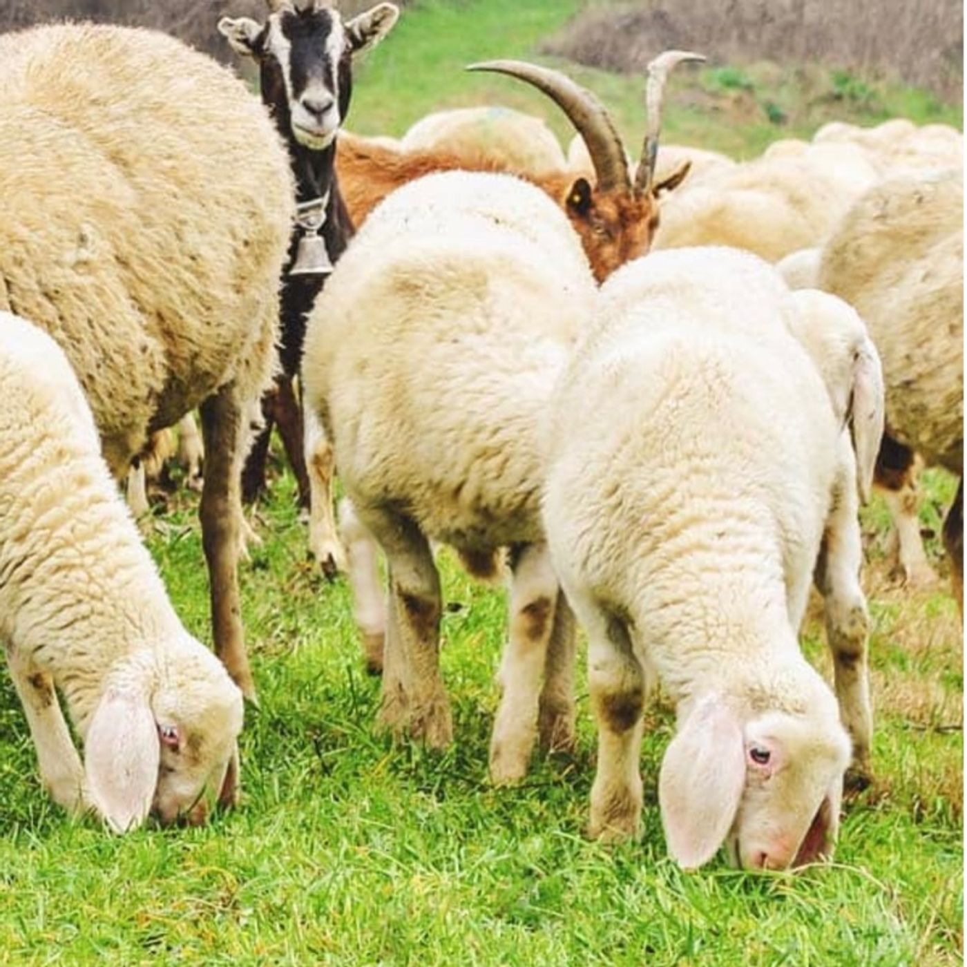 69) Being God’s Vessel Podcast - Goats Becoming Sheep?! Impossible!!!!