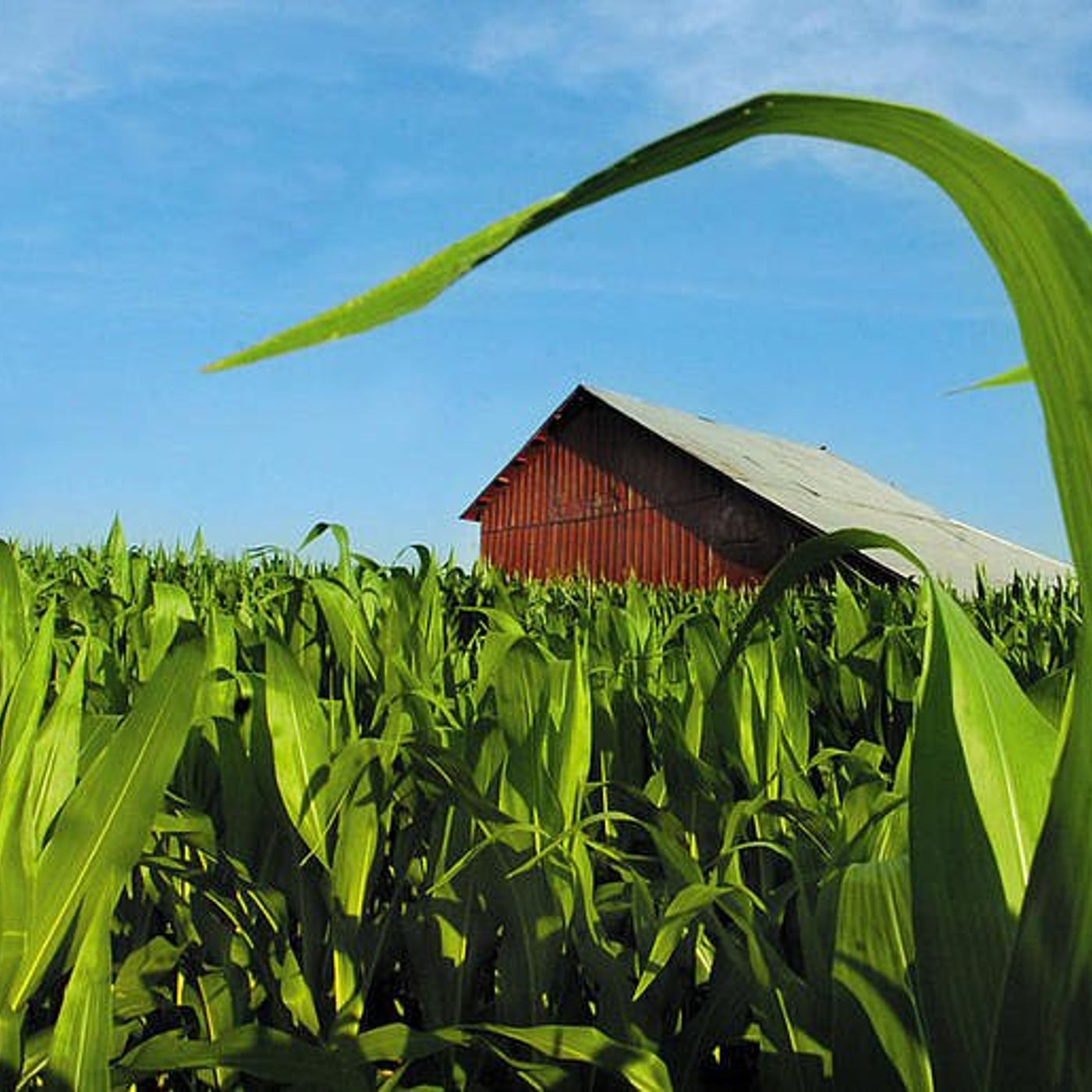 La Salle County crop report: June 1-7 — Farmers welcome rain after dry stretch episode artwork