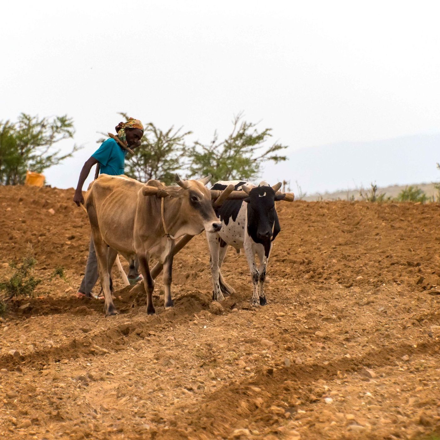 Niger : des pratiques traditionnelles pour préserver l’agriculture episode artwork