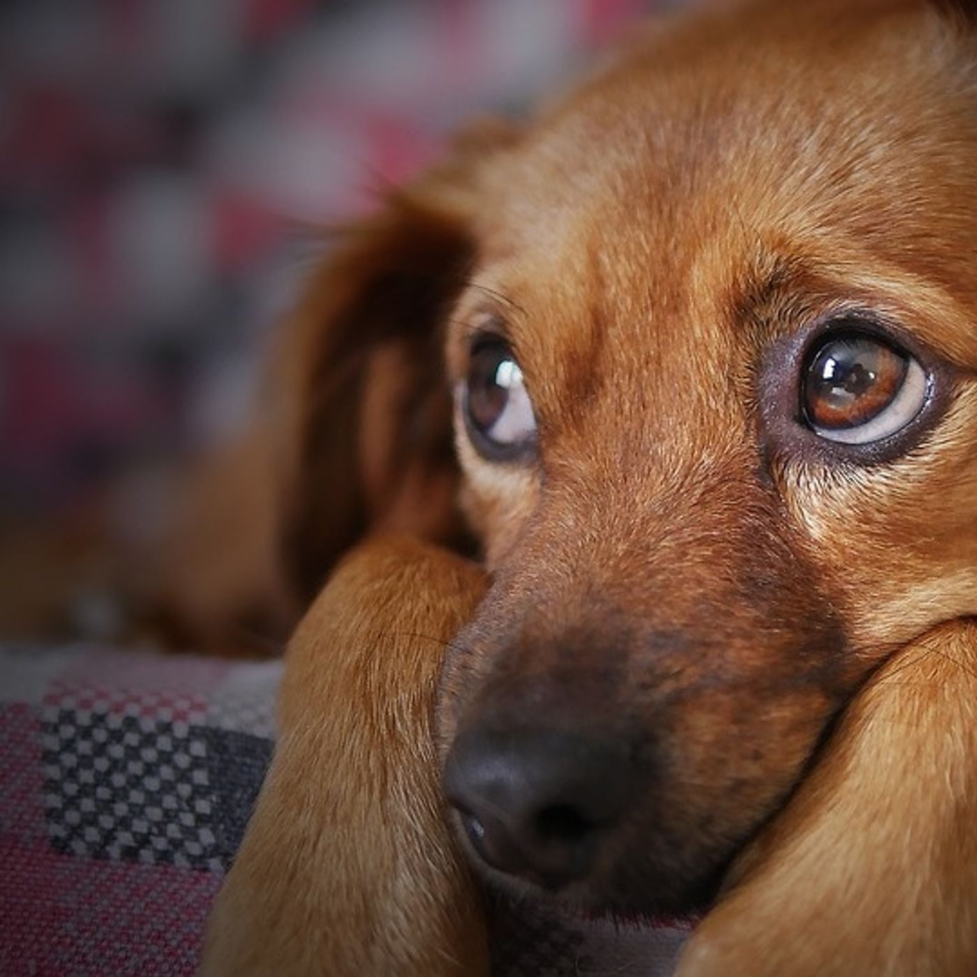 ¿Cómo tranquilizar a tu perro cuando hay pirotecnia?