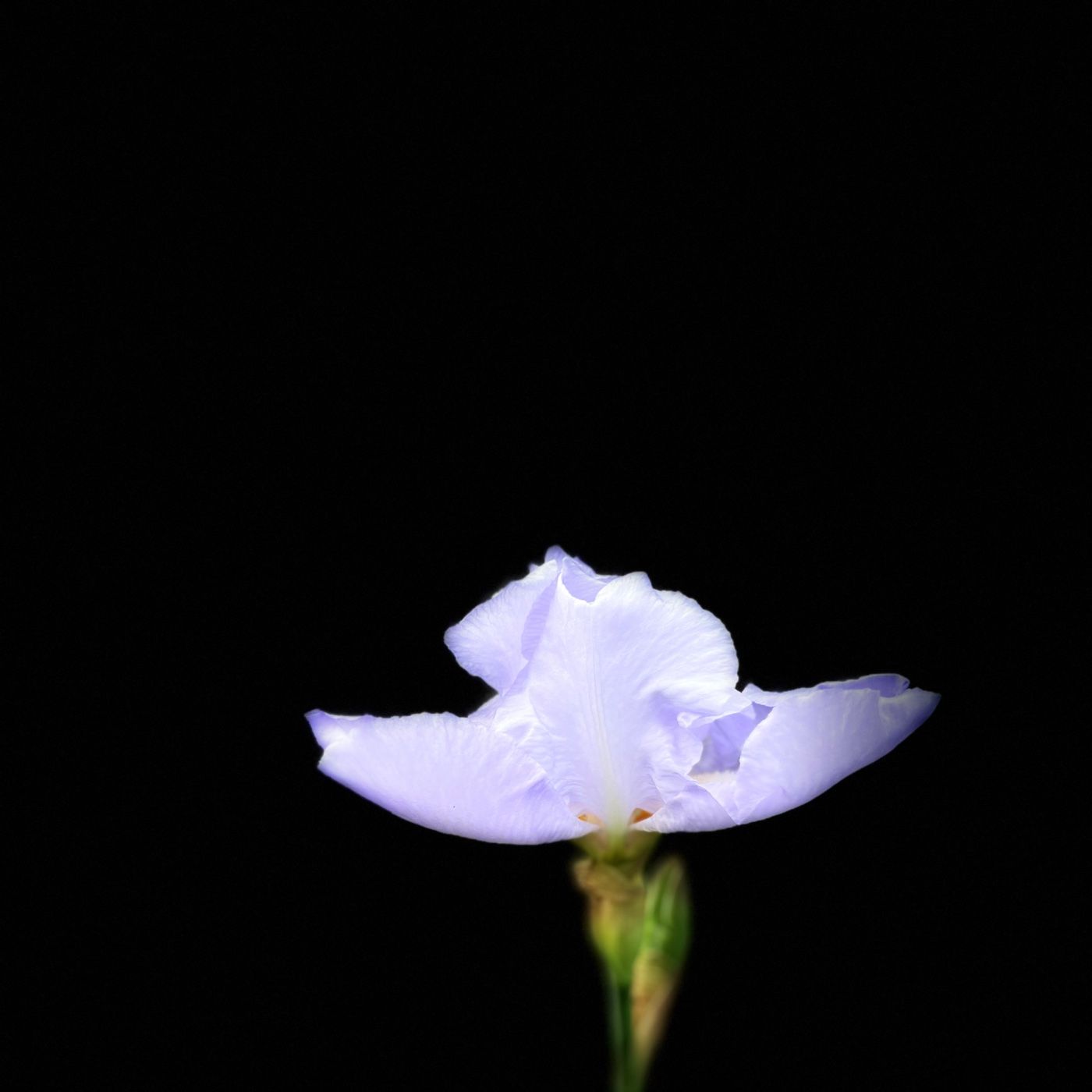 The Celeste and Lydia Show