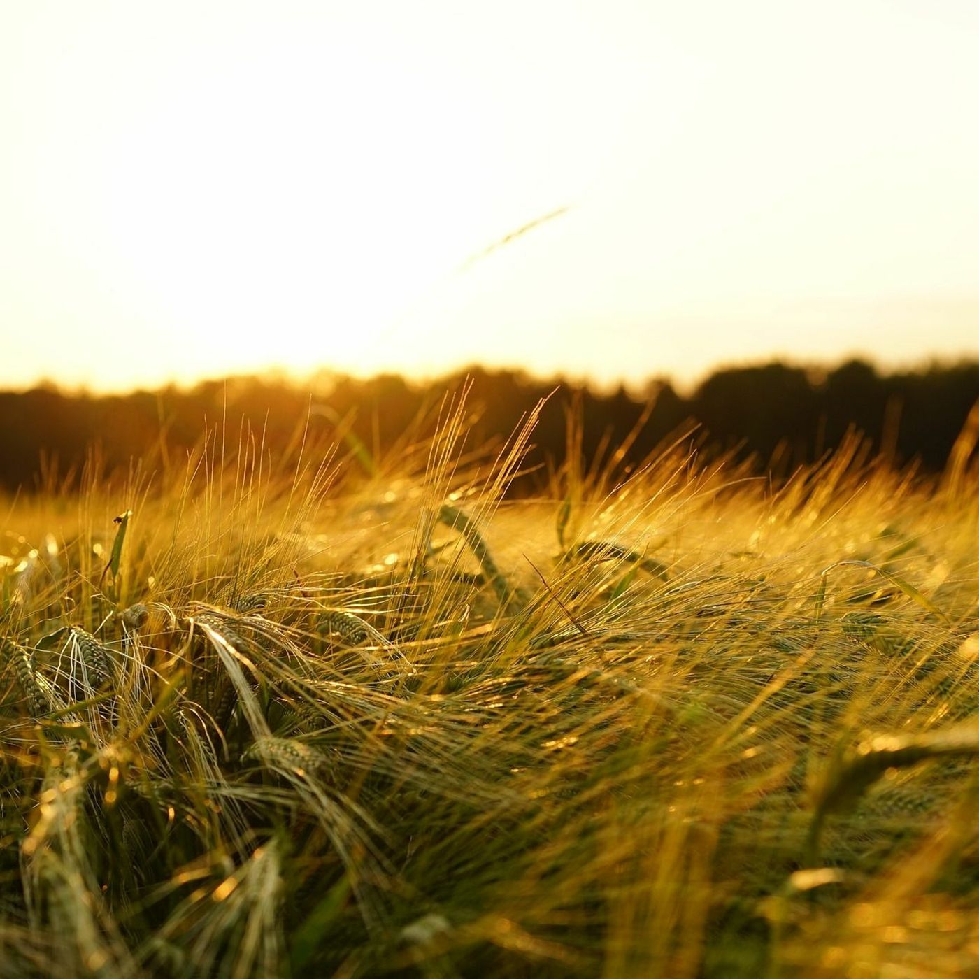 CrossRoads Crop Conference to Focus on Innovation, Agriculture Policy and On-Farm Management episode artwork