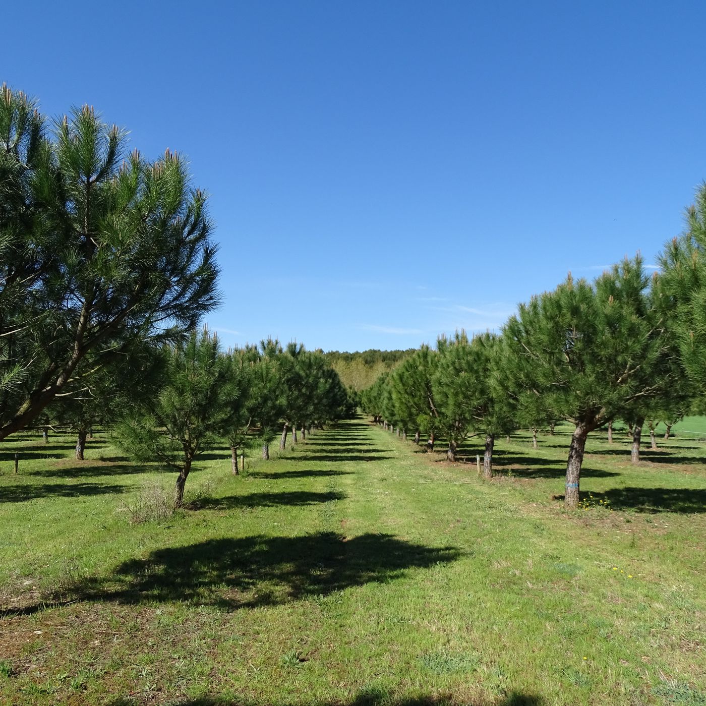 El pi pinyer per produir pinyons: Una alternativa per a molts secans a Catalunya