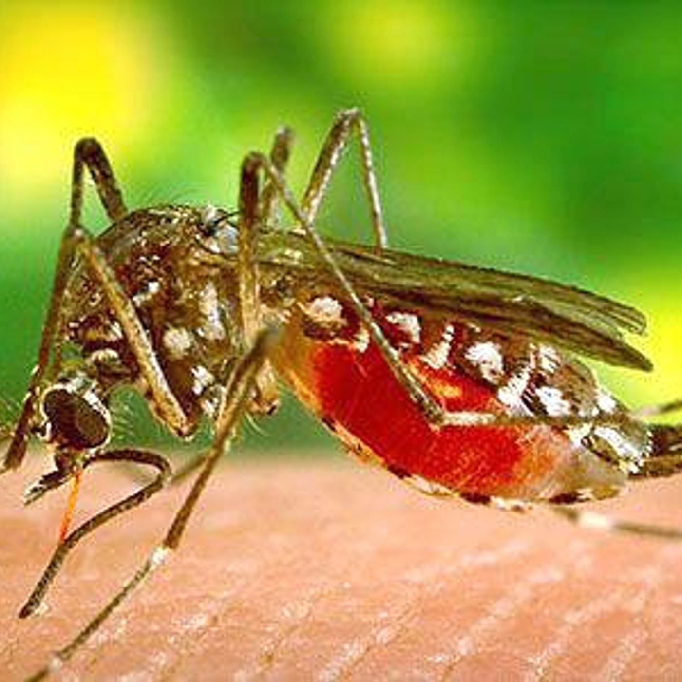 Geneva to spray after West Nile found in mosquitoes episode artwork